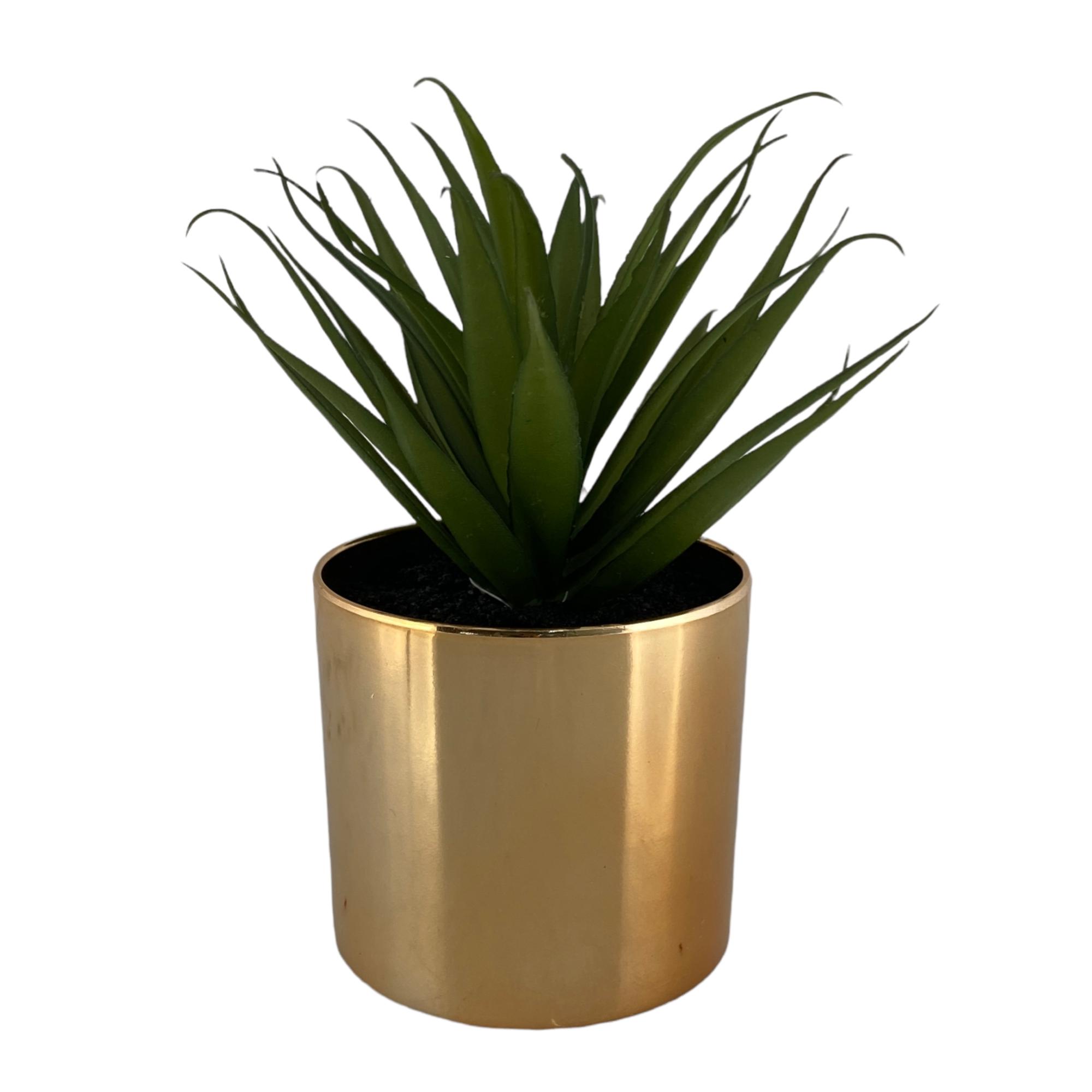 Succulent in gold plastic pot - 592-143310