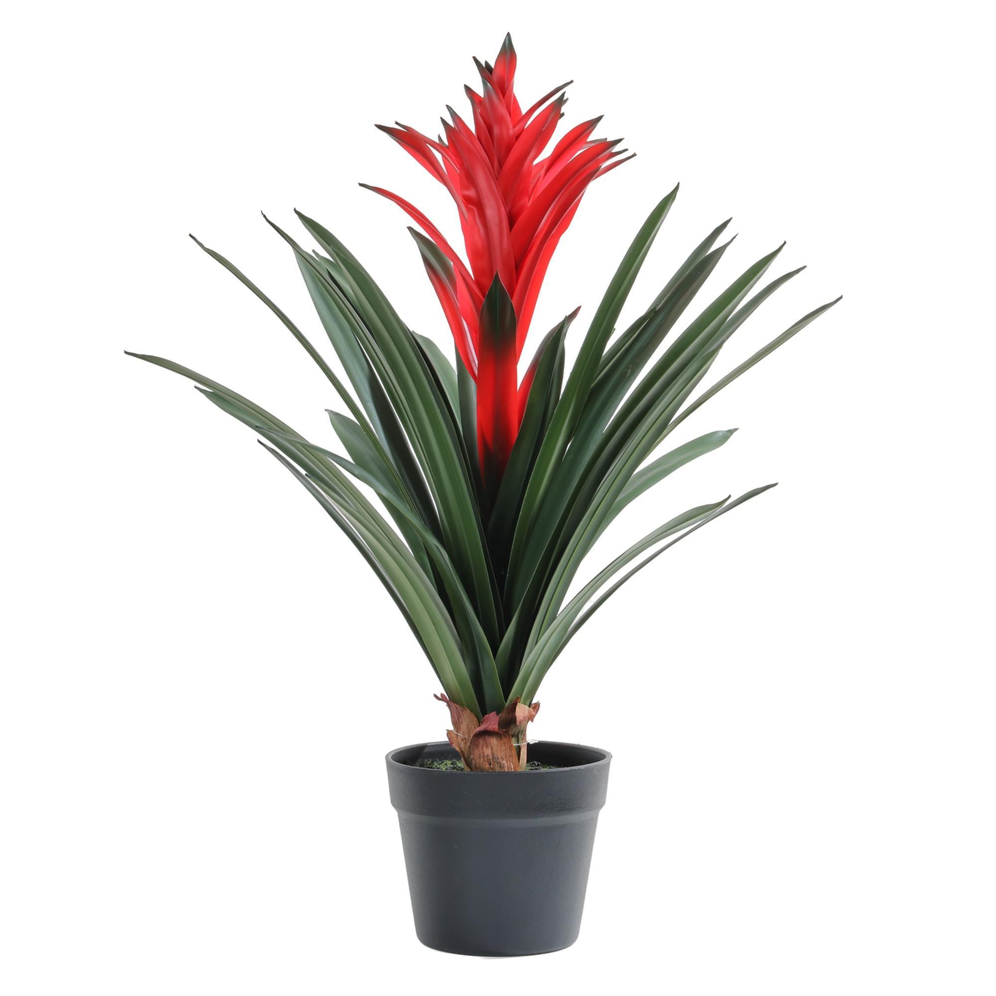 Bromelia c/pote - 592-1434457