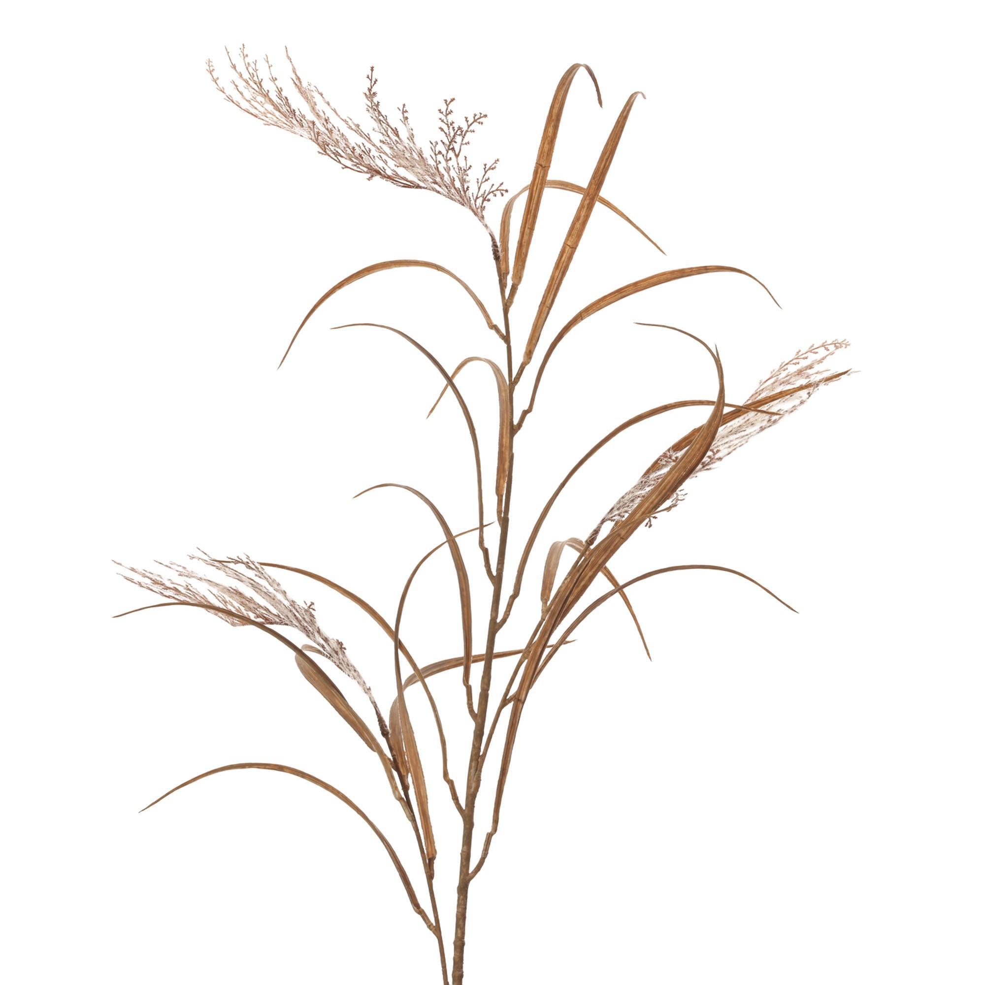 Espiga - 592-1434609