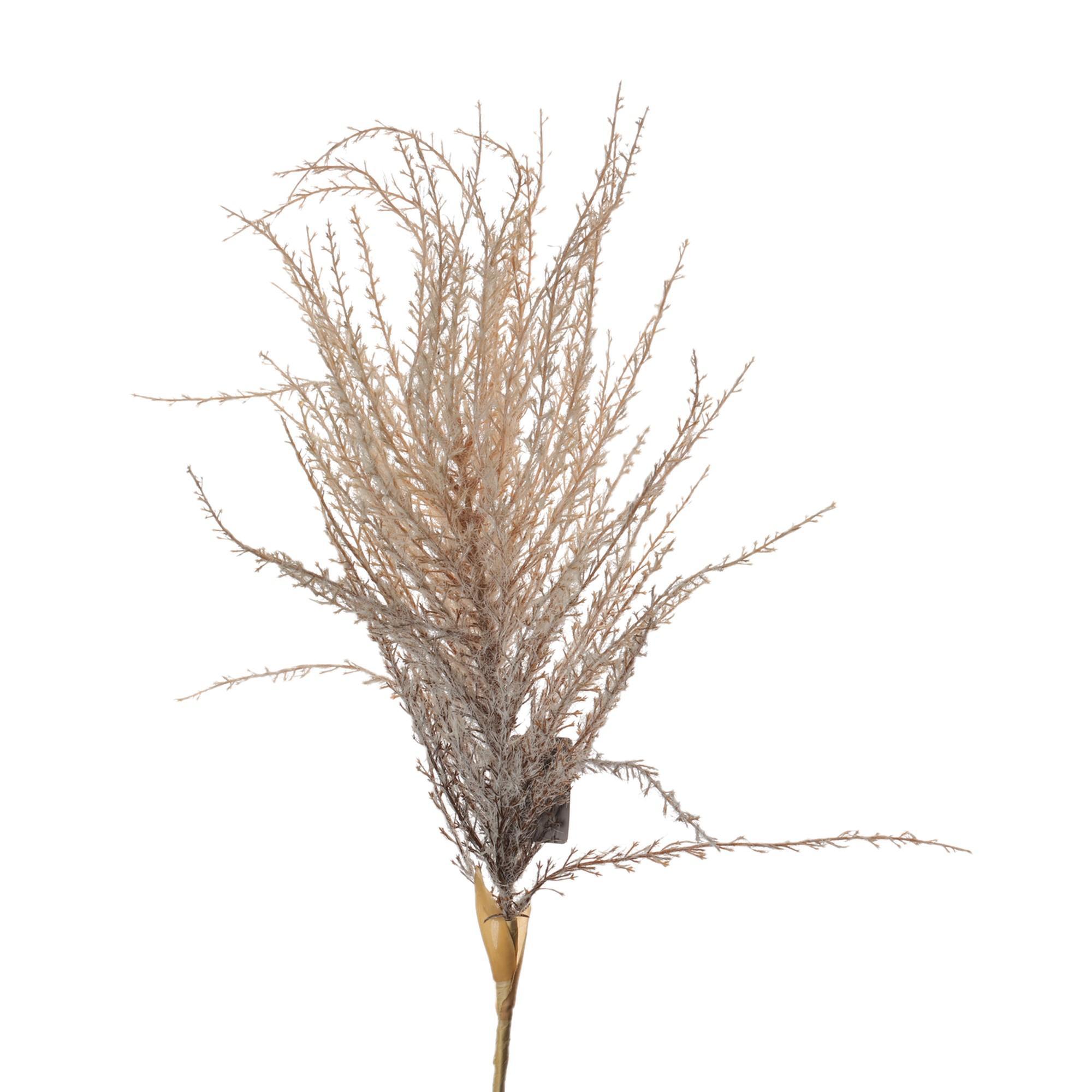 Pampas - 592-1434621