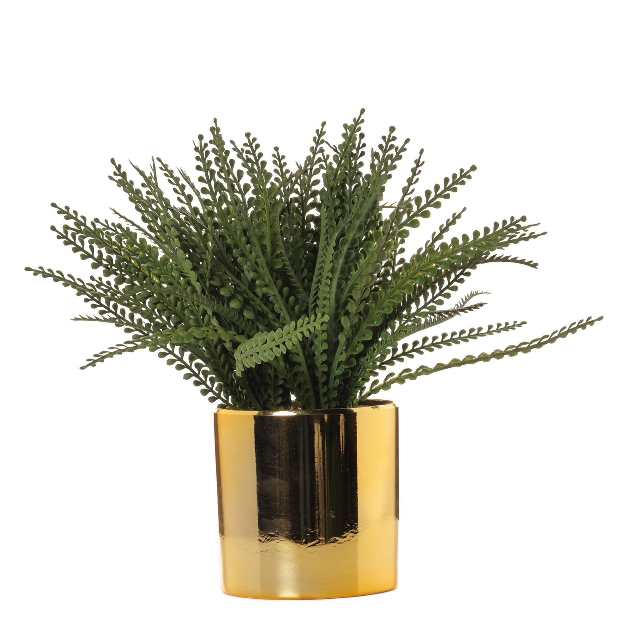 Adiantum - 592-1434637