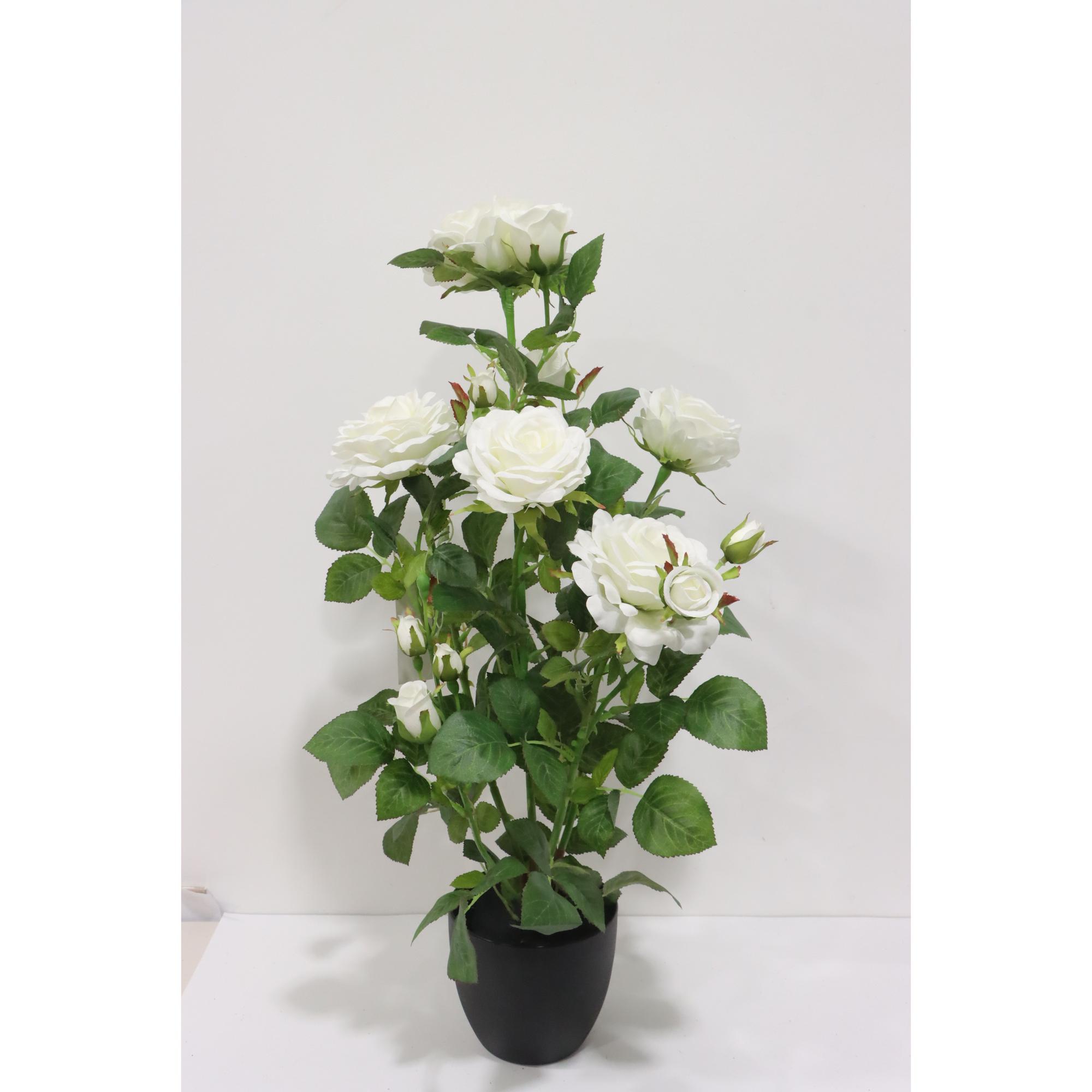 ROSE - 592-1434694