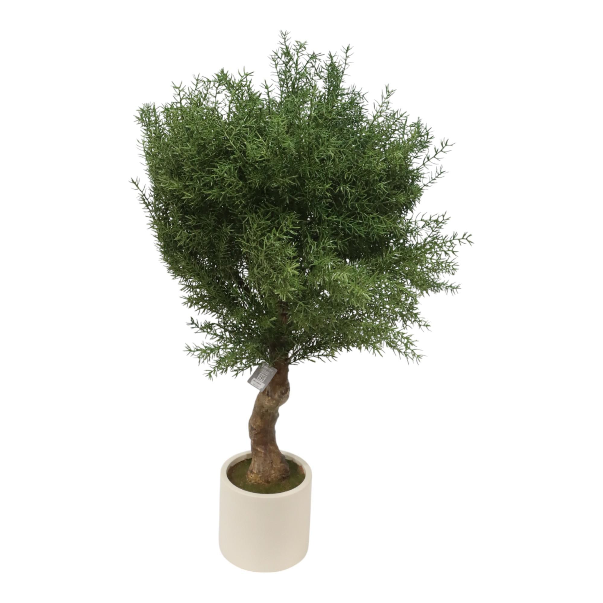 PINO ARAUCARIA - 592-143630