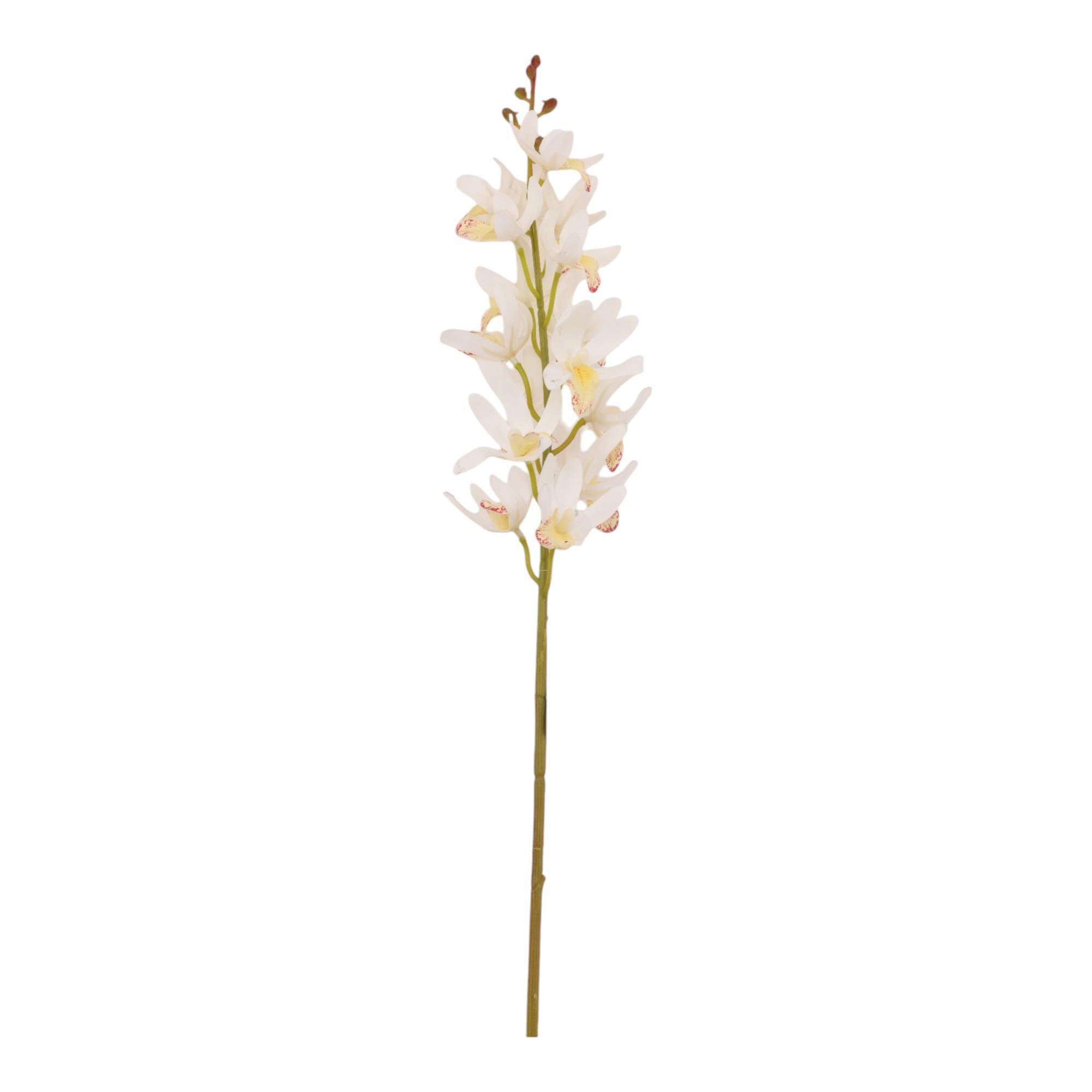 CYMBIDIUM C/POT - 592-143661