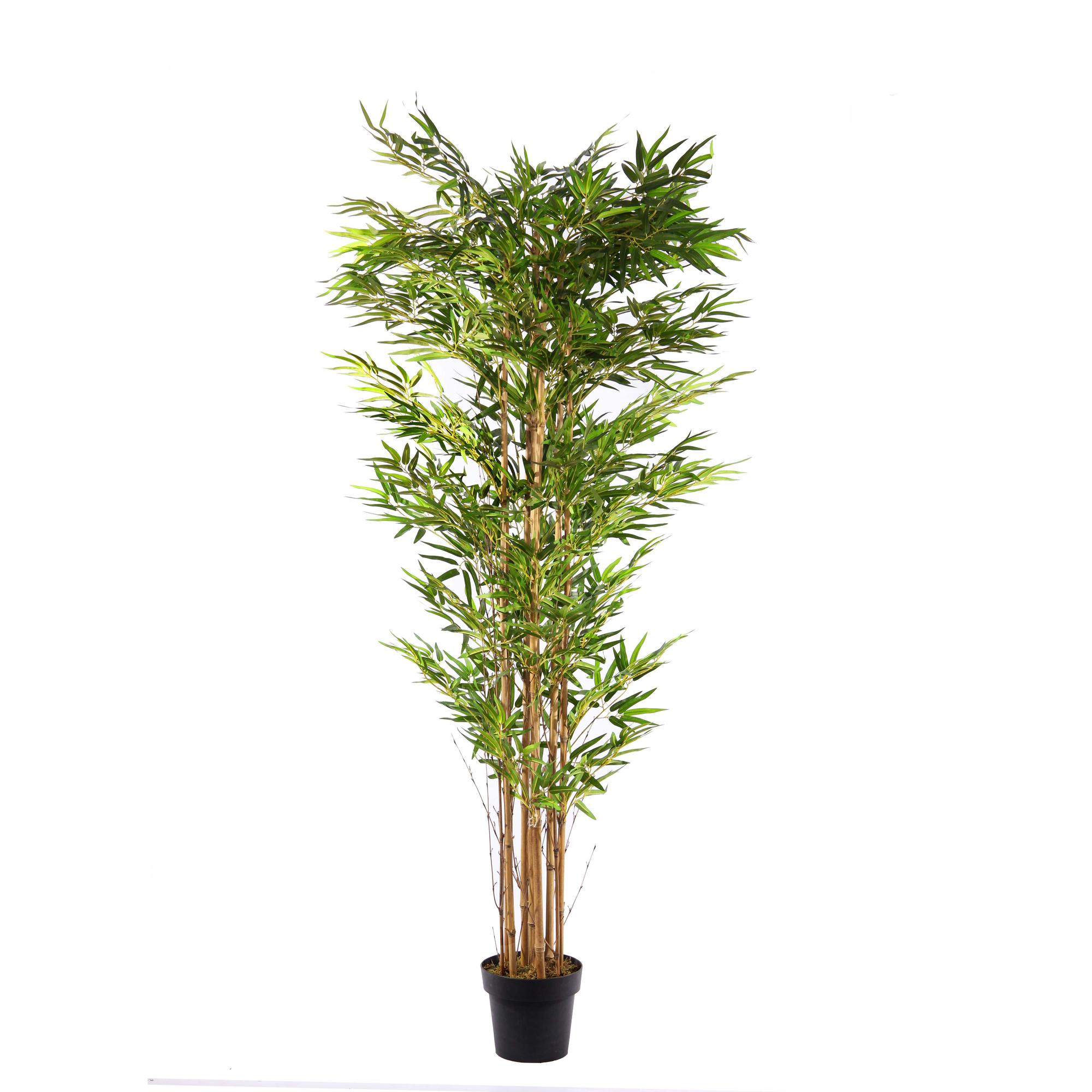 PLANTA ART. C/POTE 50x50x140 C - 592-311724