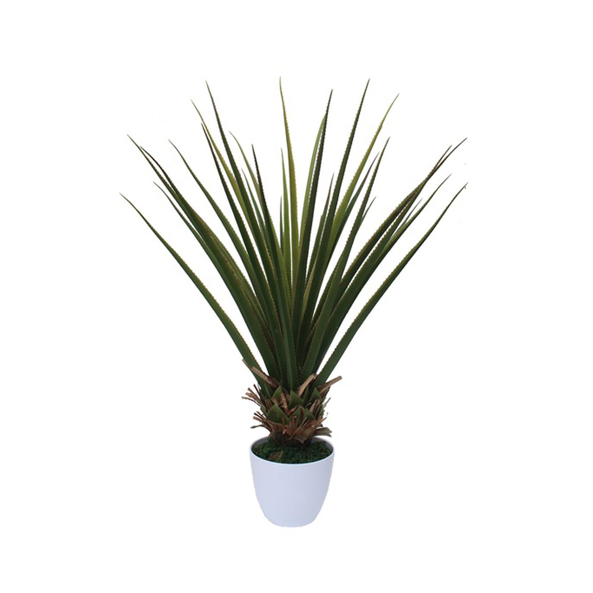 PALMEIRA C/ POTE - 592-312072