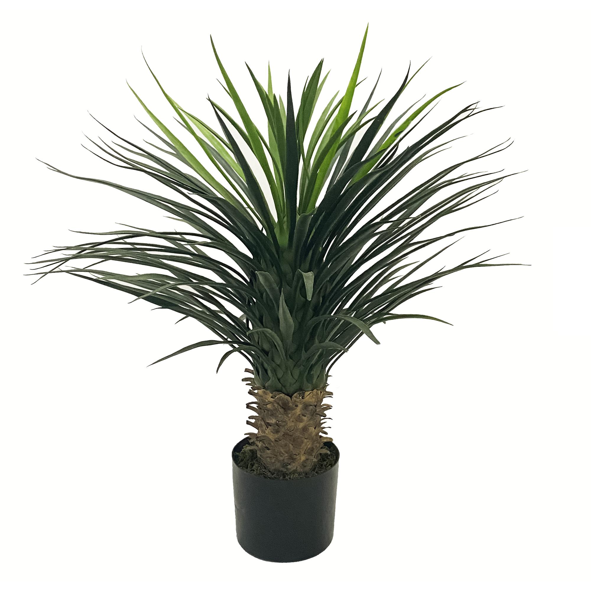 75cm Yucca with pot - 592-312092