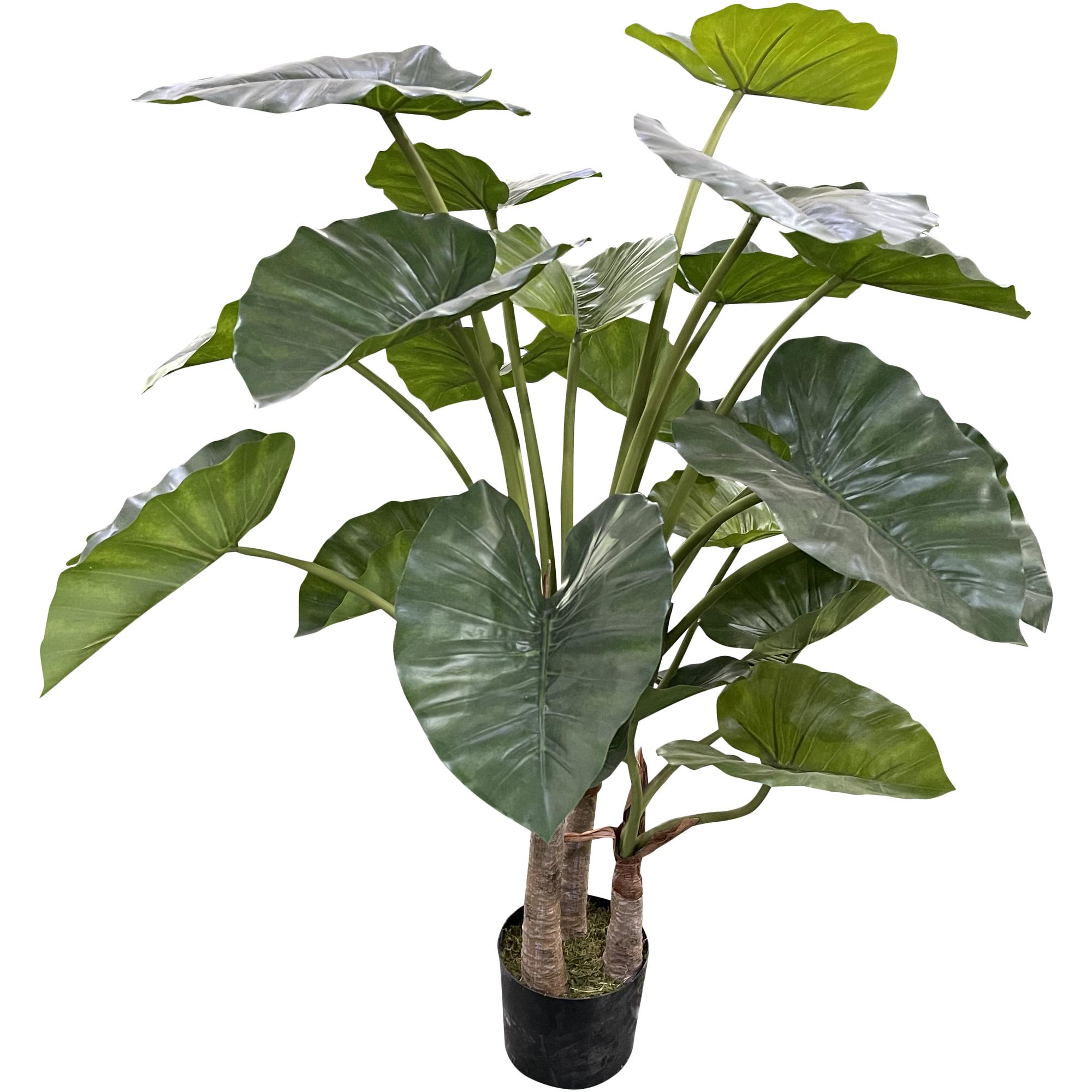 ALOCASIA C/POTE - 592-312104