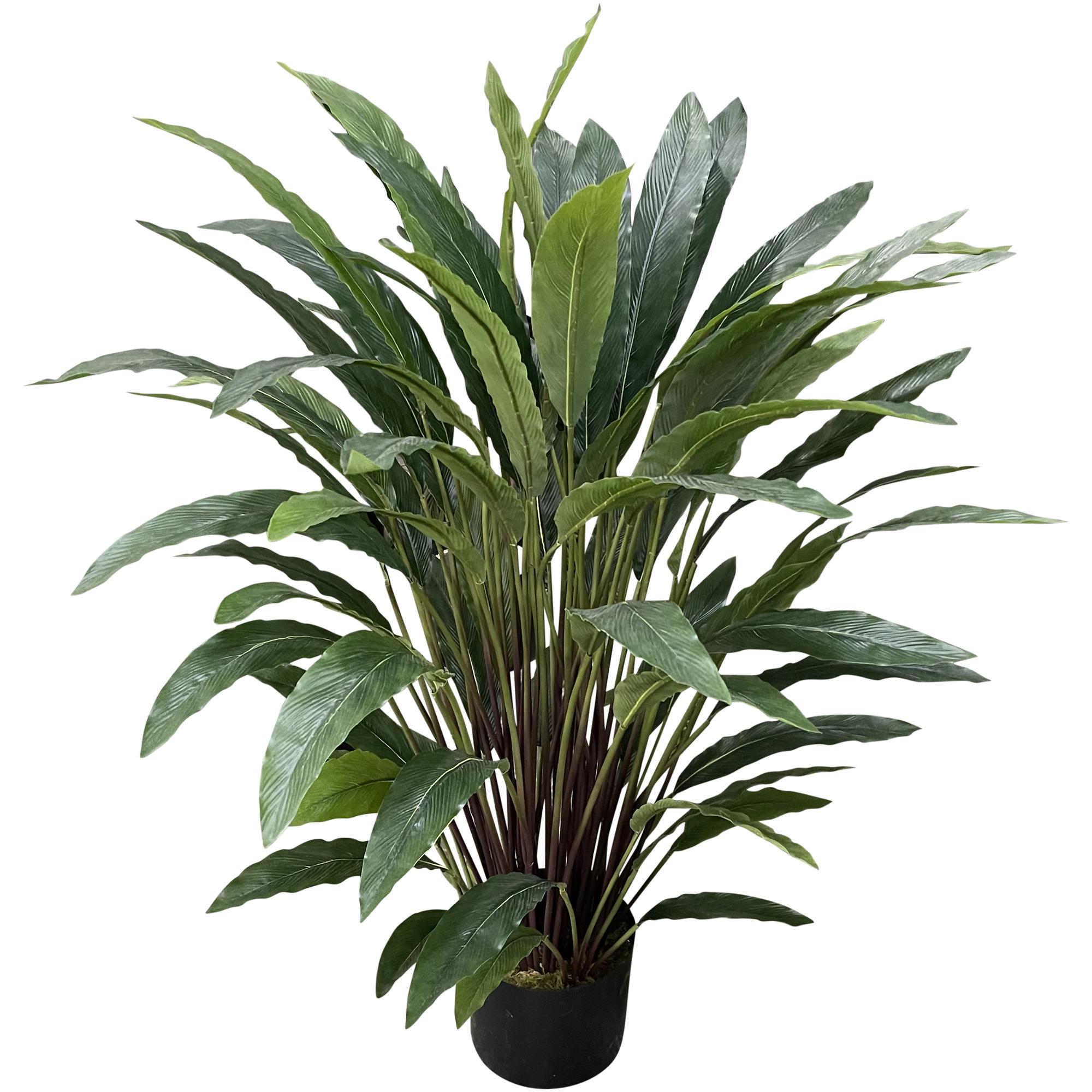 90cm Calathea - 592-312128