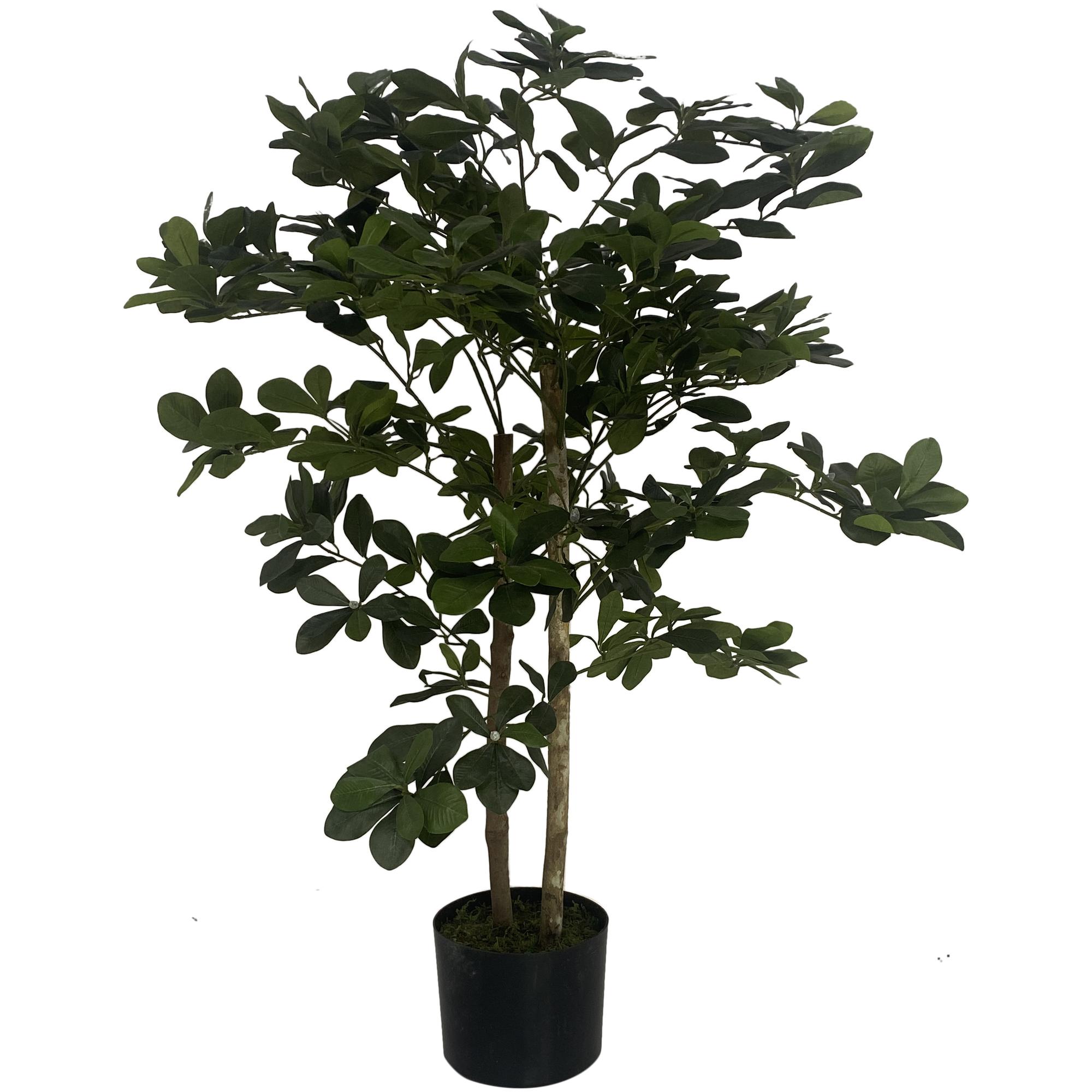 ARTE VEGETAL. C/POTE - 592-312183
