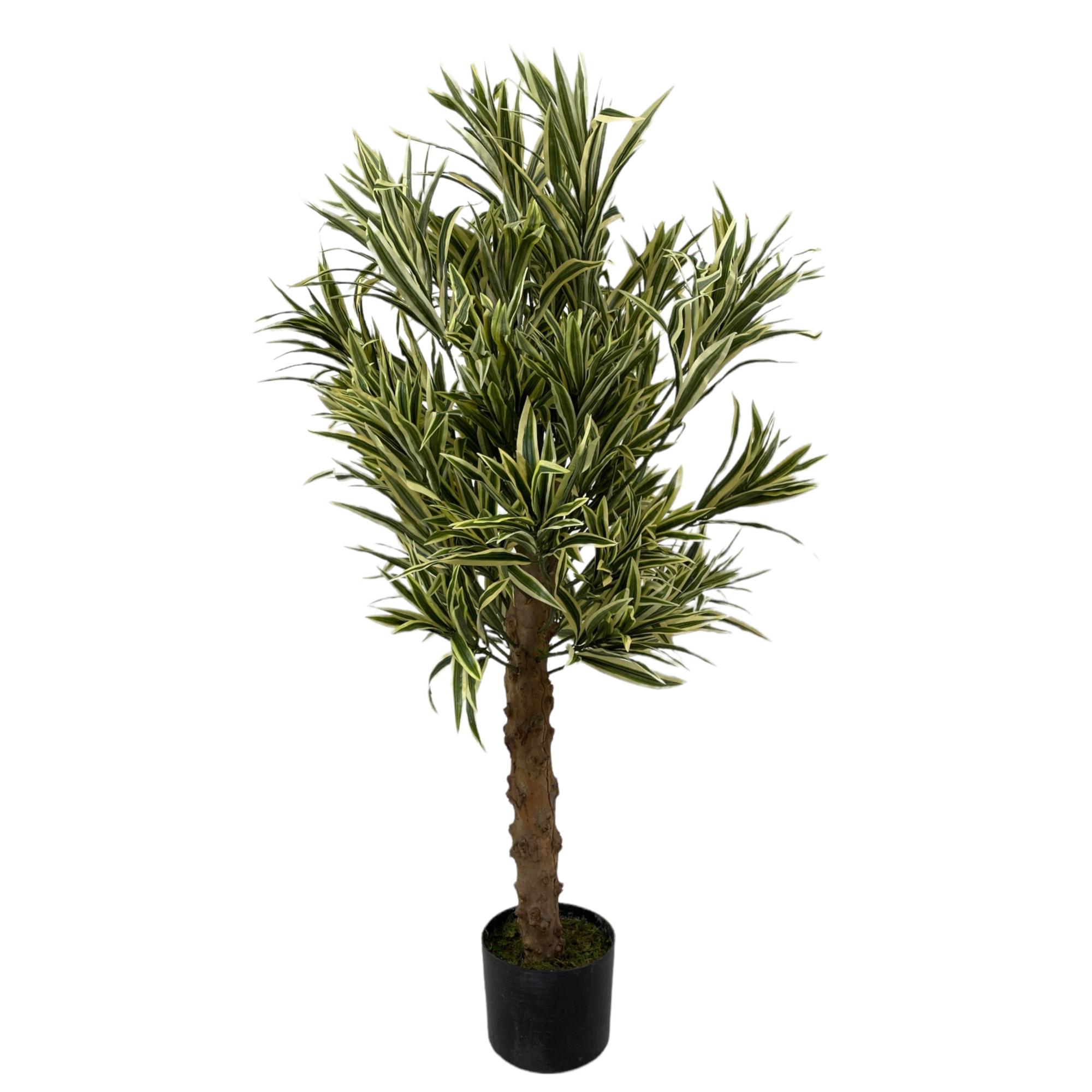 120cm Dracaena reflexa with plastic  pot - 592-312205