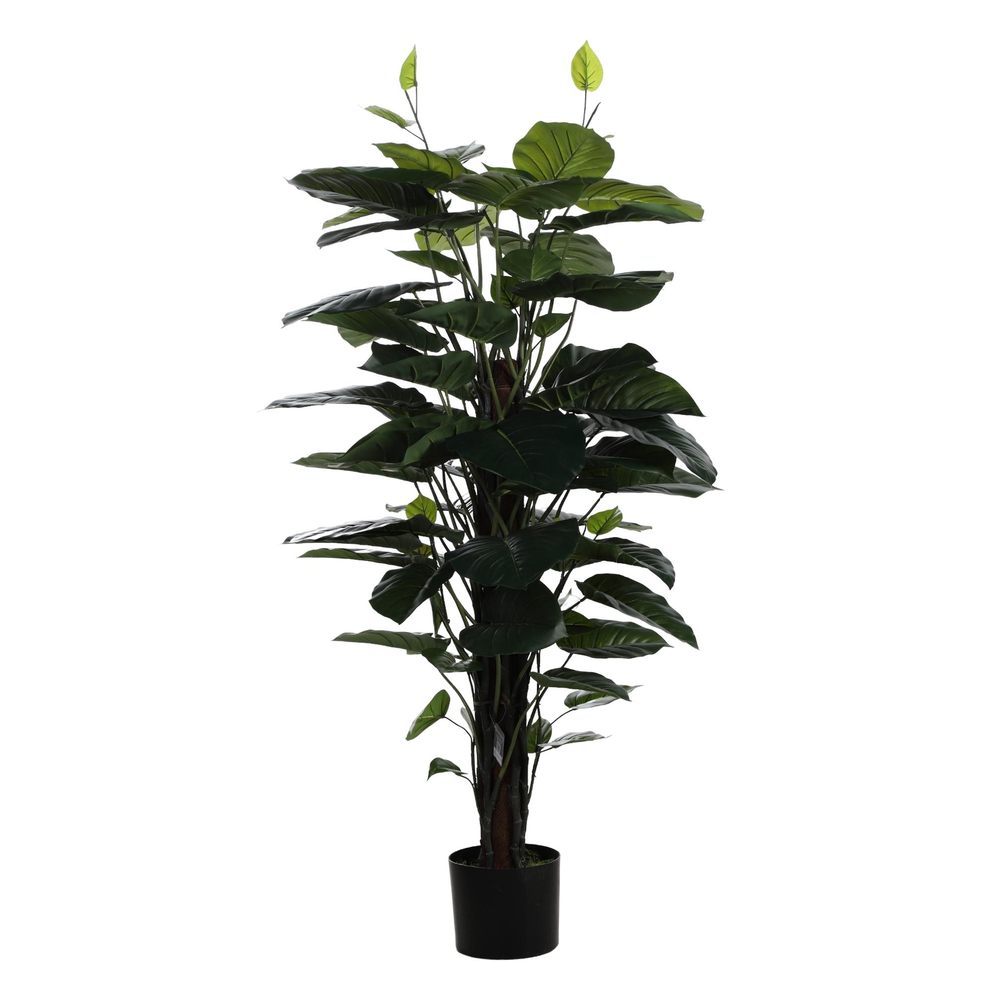 PLANTA C/POTE - 592-312228