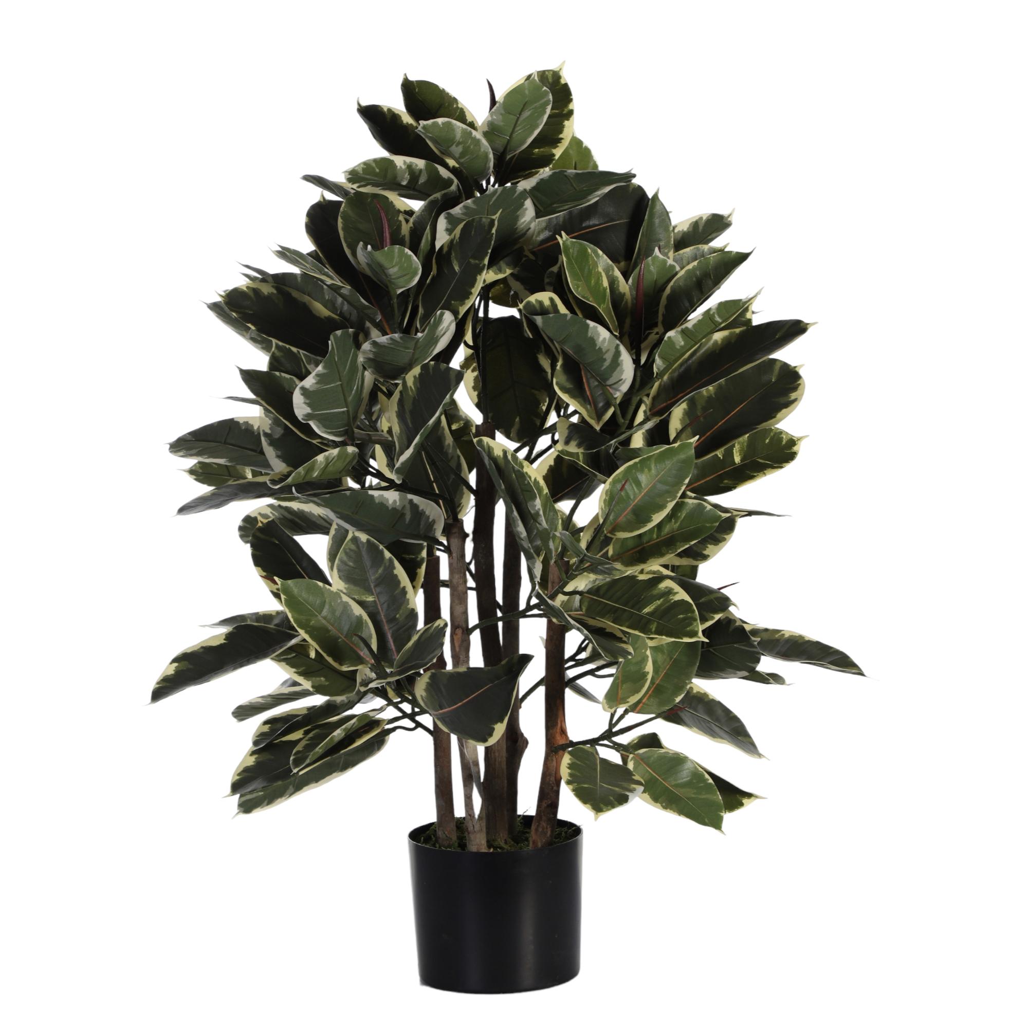 90cm Rubber tree with pot (changed to black pot) - 592-312232