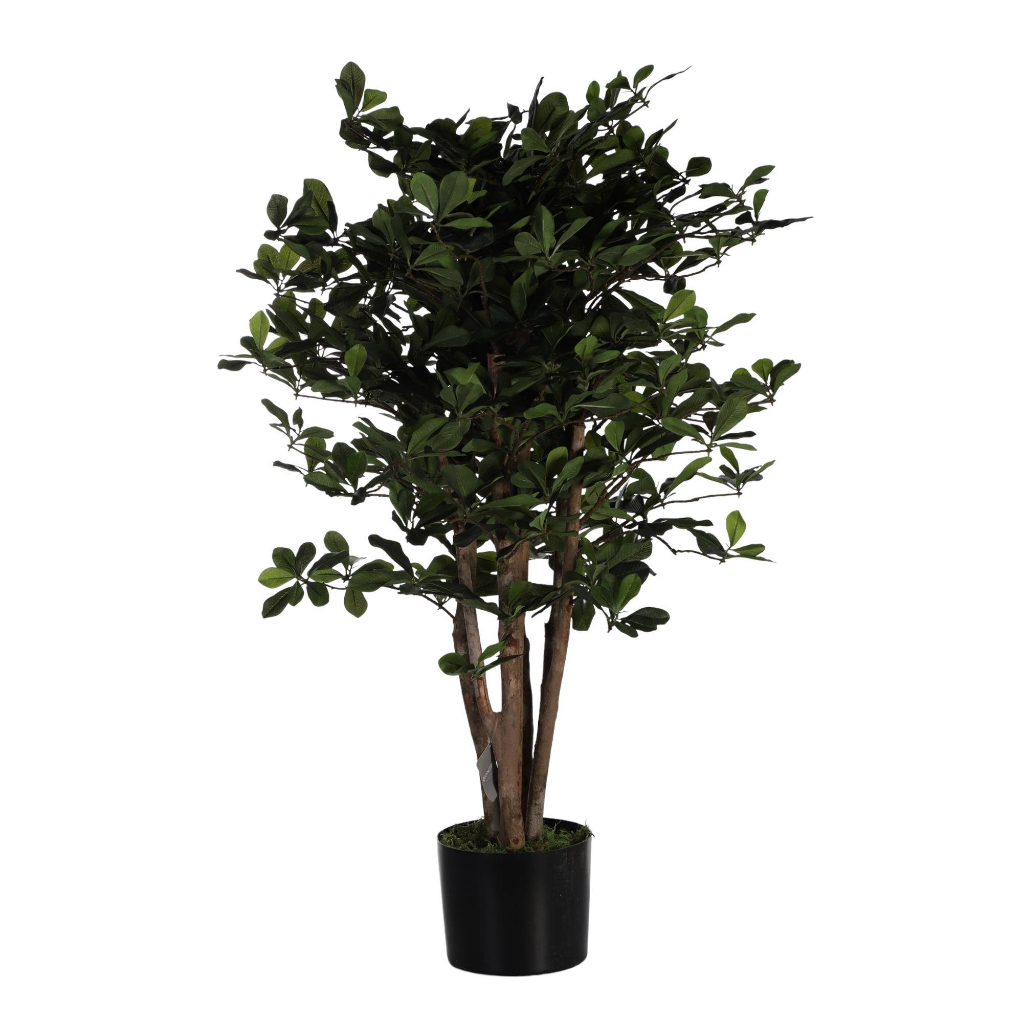 100cm Schefflera pot - 592-312236