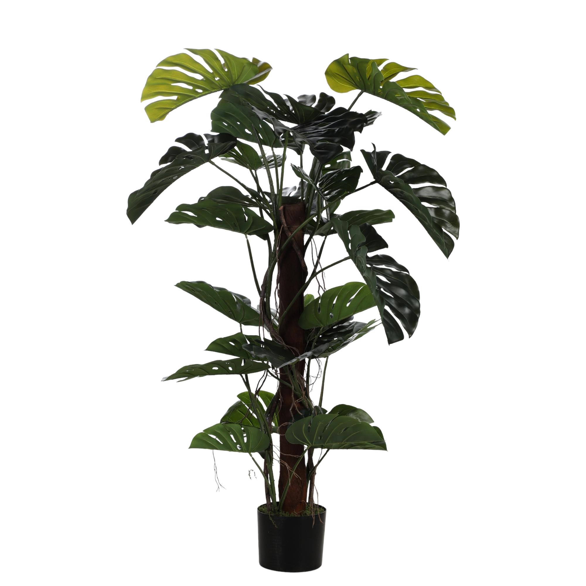 120cm Monstera with pot - 592-312240