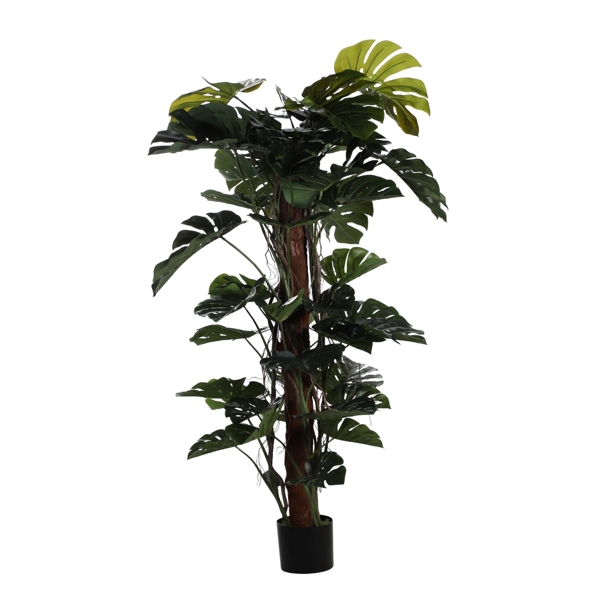 MONSTERA C/POTE - 592-312241