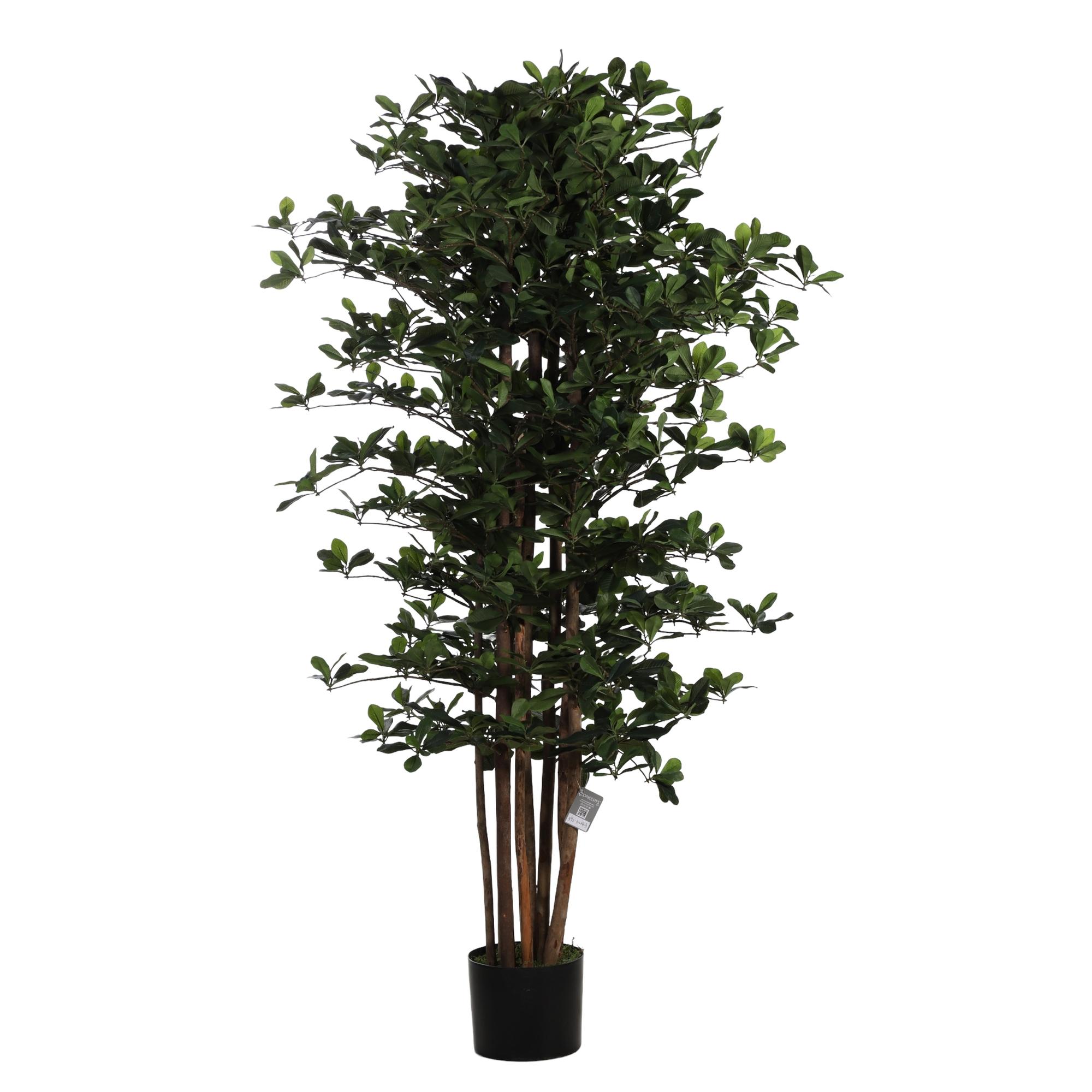 150cm Schefflera with plasticpot - 592-312243