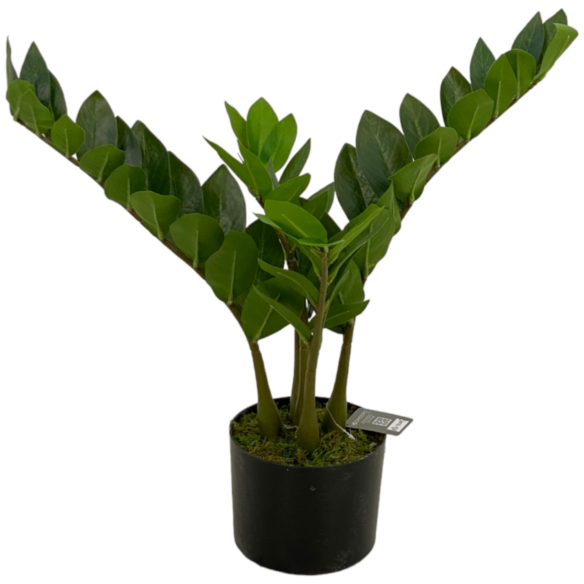 DECORAÇÃO DE ZAMIOCULCAS 23X23X50 CM - 592-312257