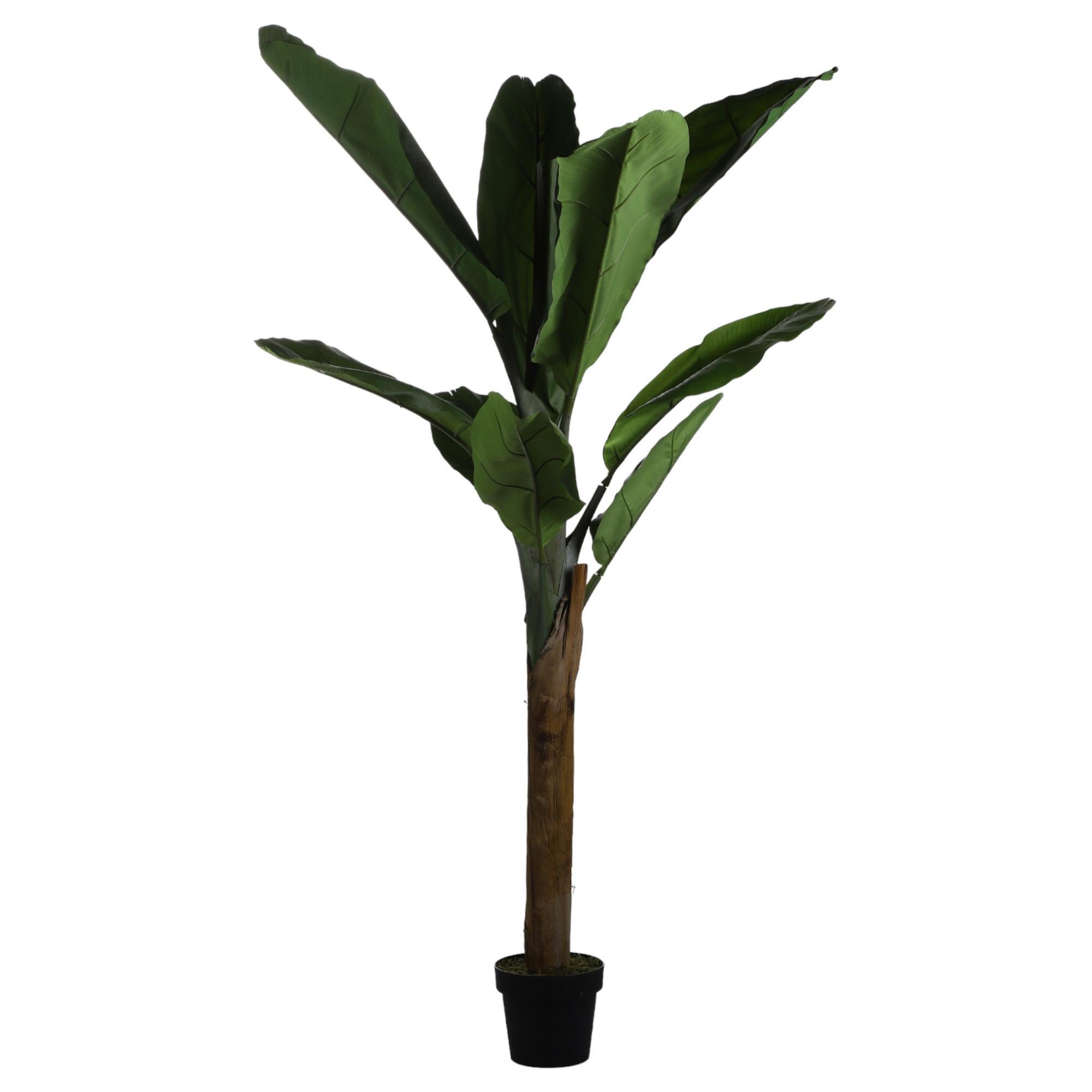 165cm Banana tree with pot - 592-312298