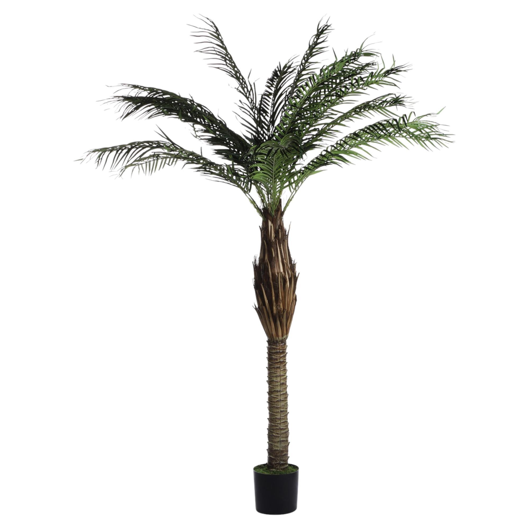 PALMA C/POTE - 592-312302