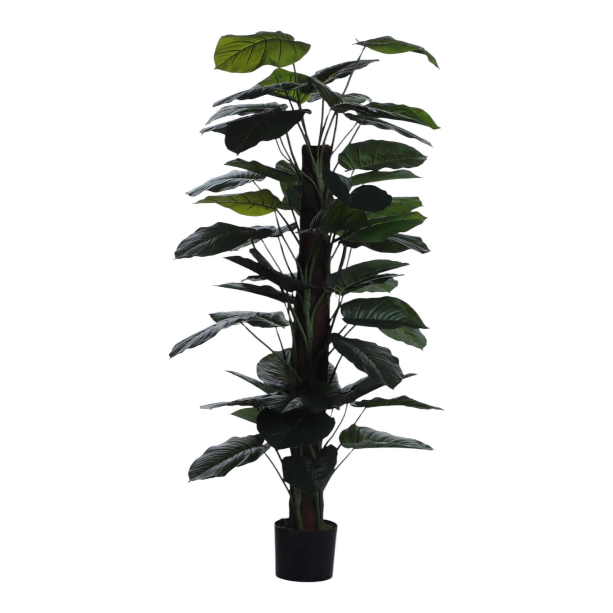 ALOCASIA C/POTE - 592-312327