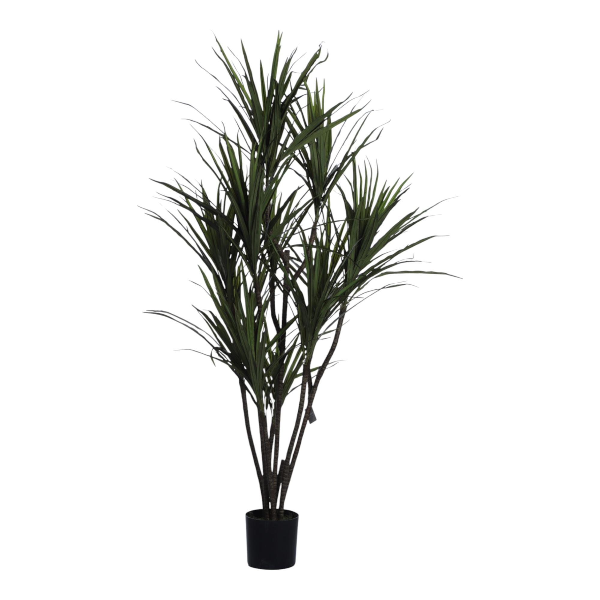 DRACAENA CON POTE - 592-312334