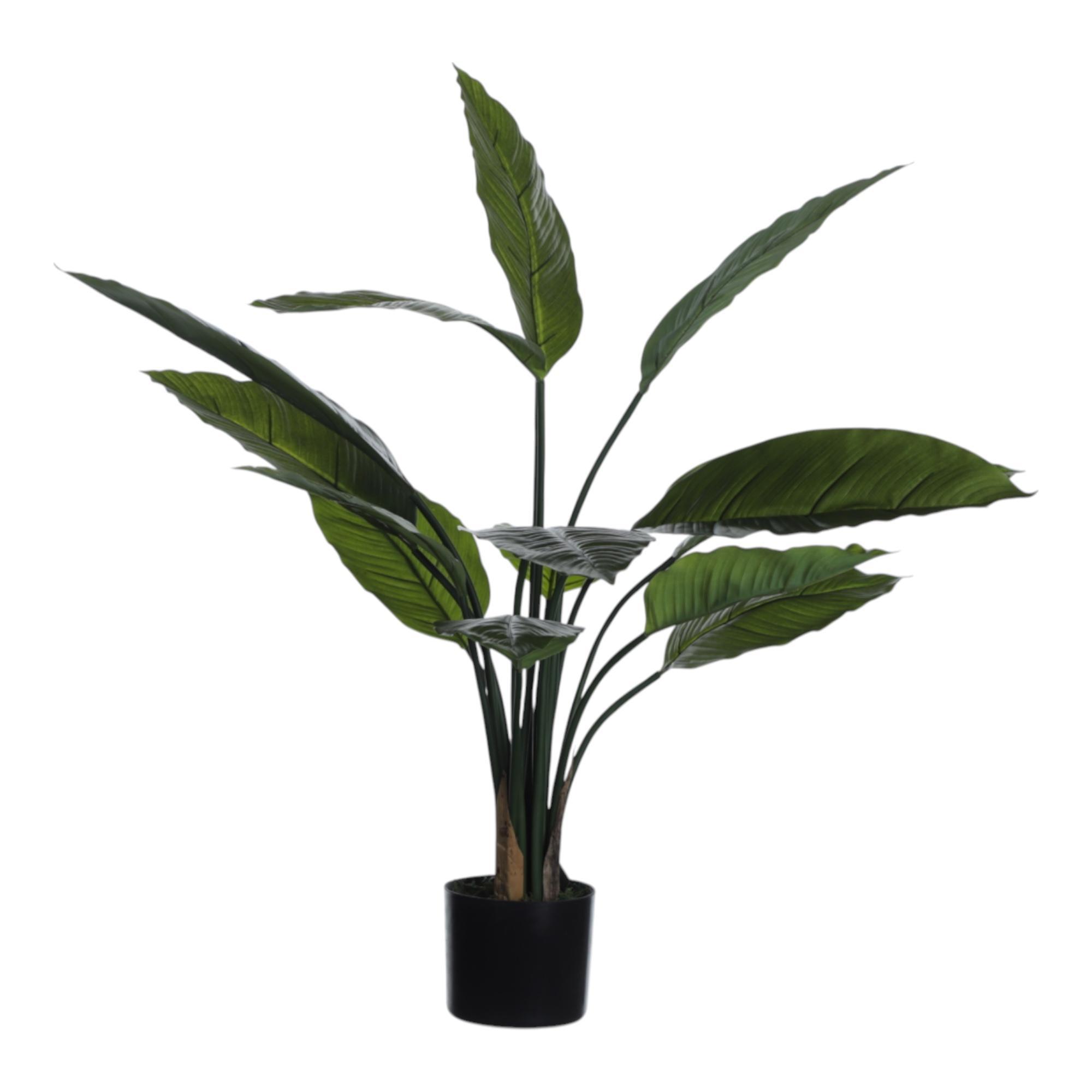 ALOCASIA COM VASO 40X40X80CM - 592-312343
