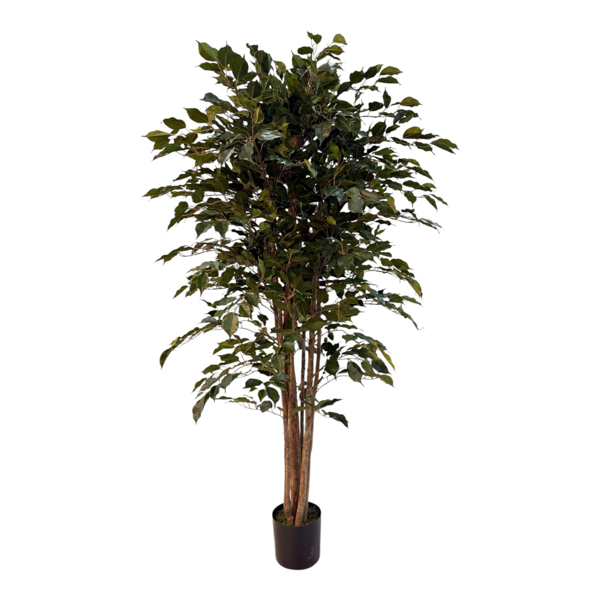 Ficus c/pote - 592-312358