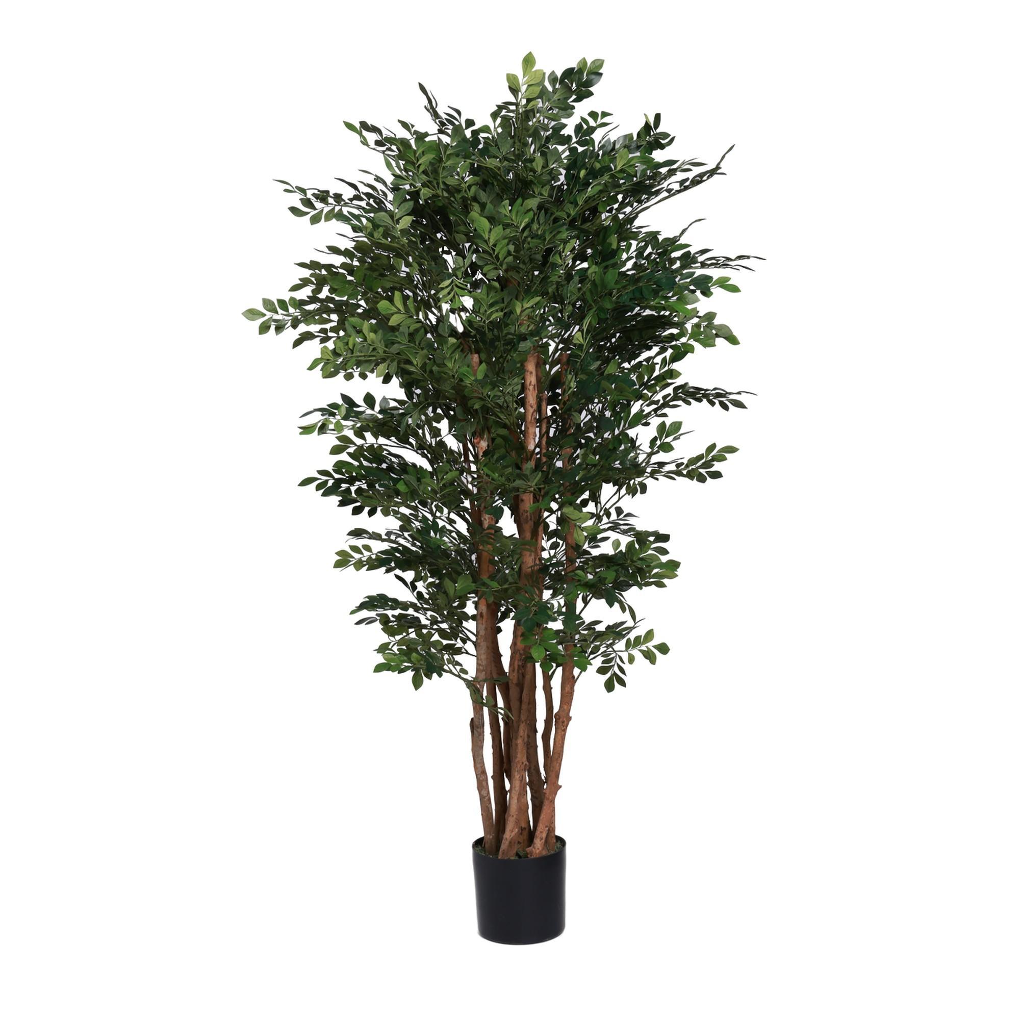 BANANA LEAF FIG. - 592-312367