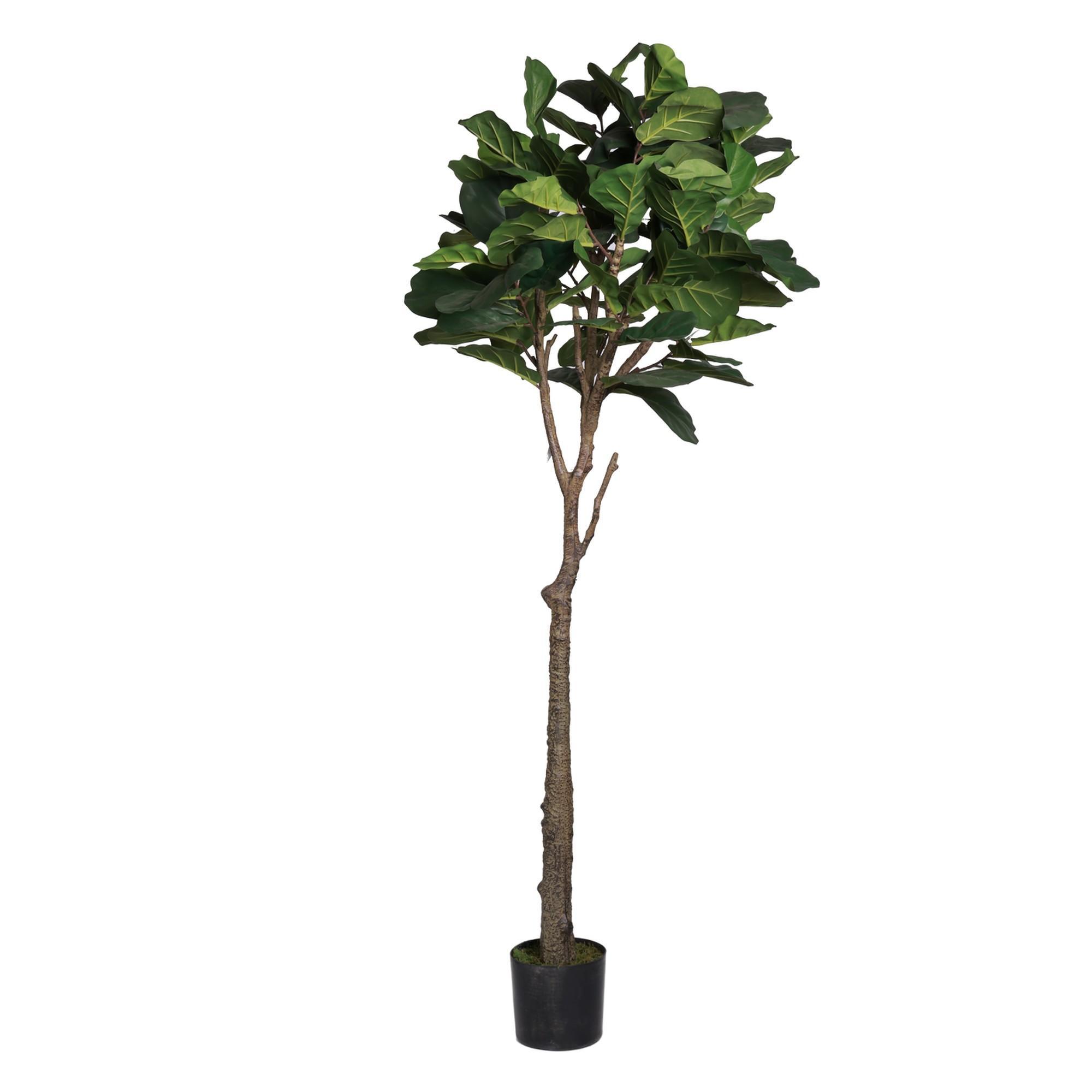 FICUS LYRATA C/POTE 45X45X180 - 592-312372