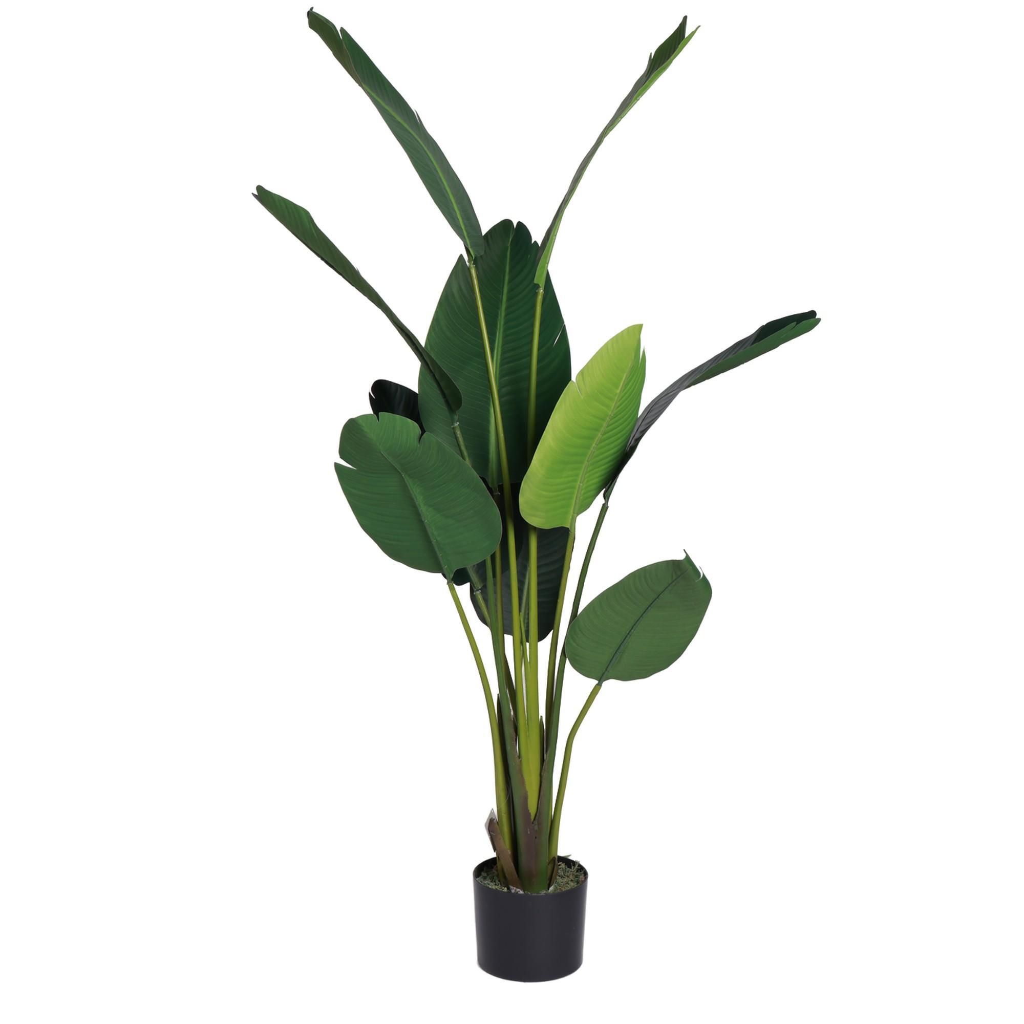 BIRD OF PARADISE - 592-312377