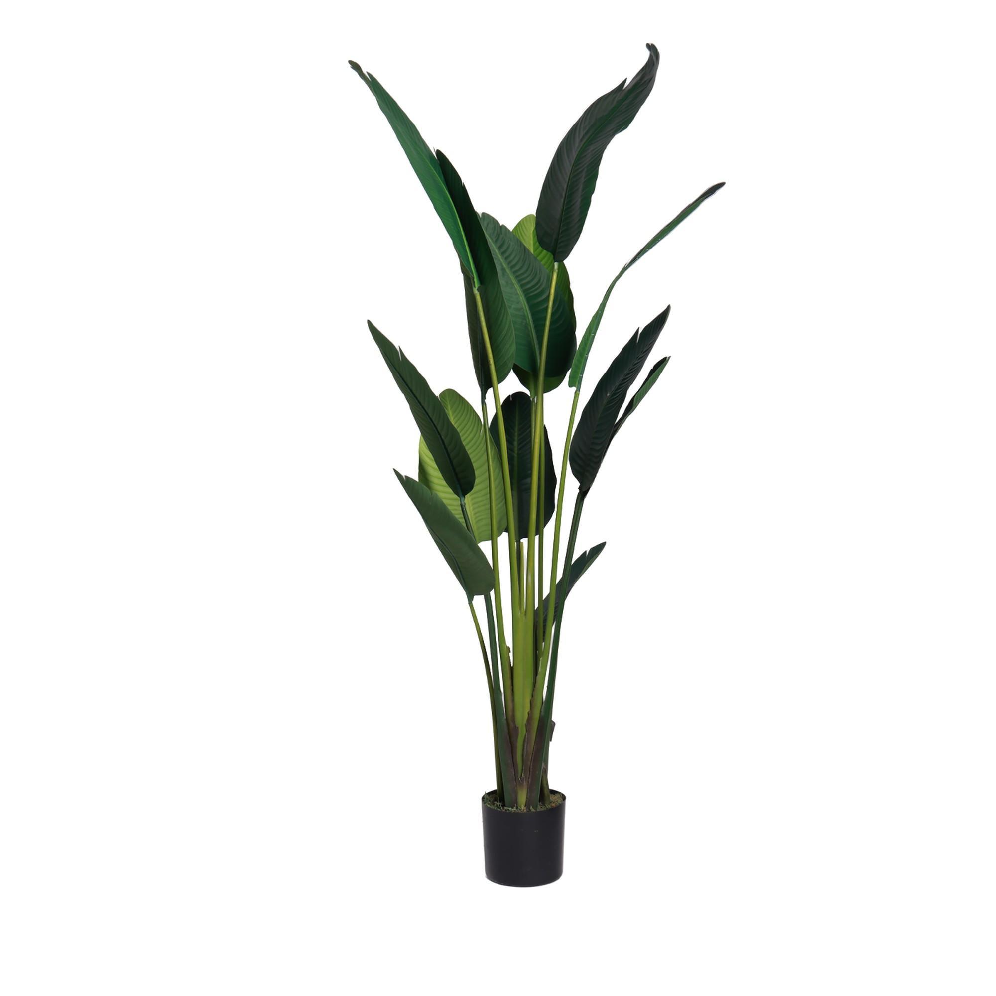 BIRD OF PARADISE - 592-312378