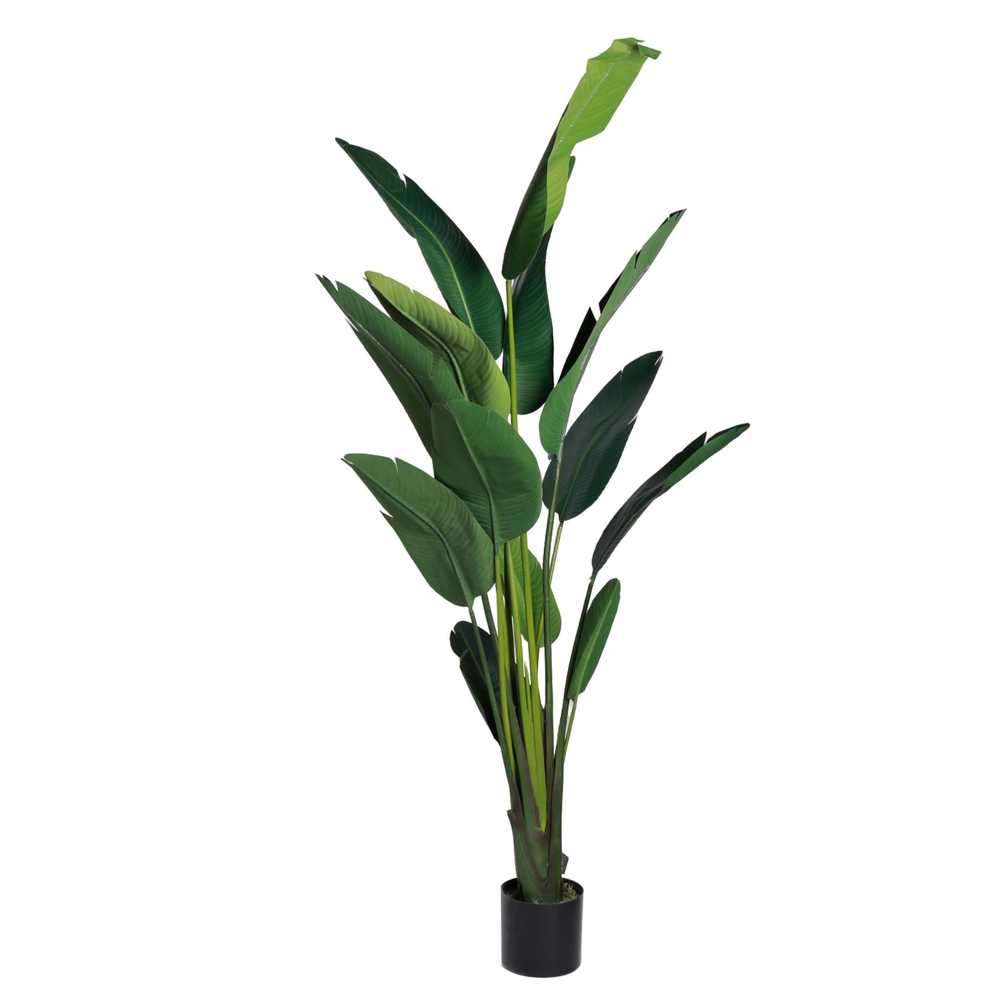 BIRD OF PARADISE - 592-312379