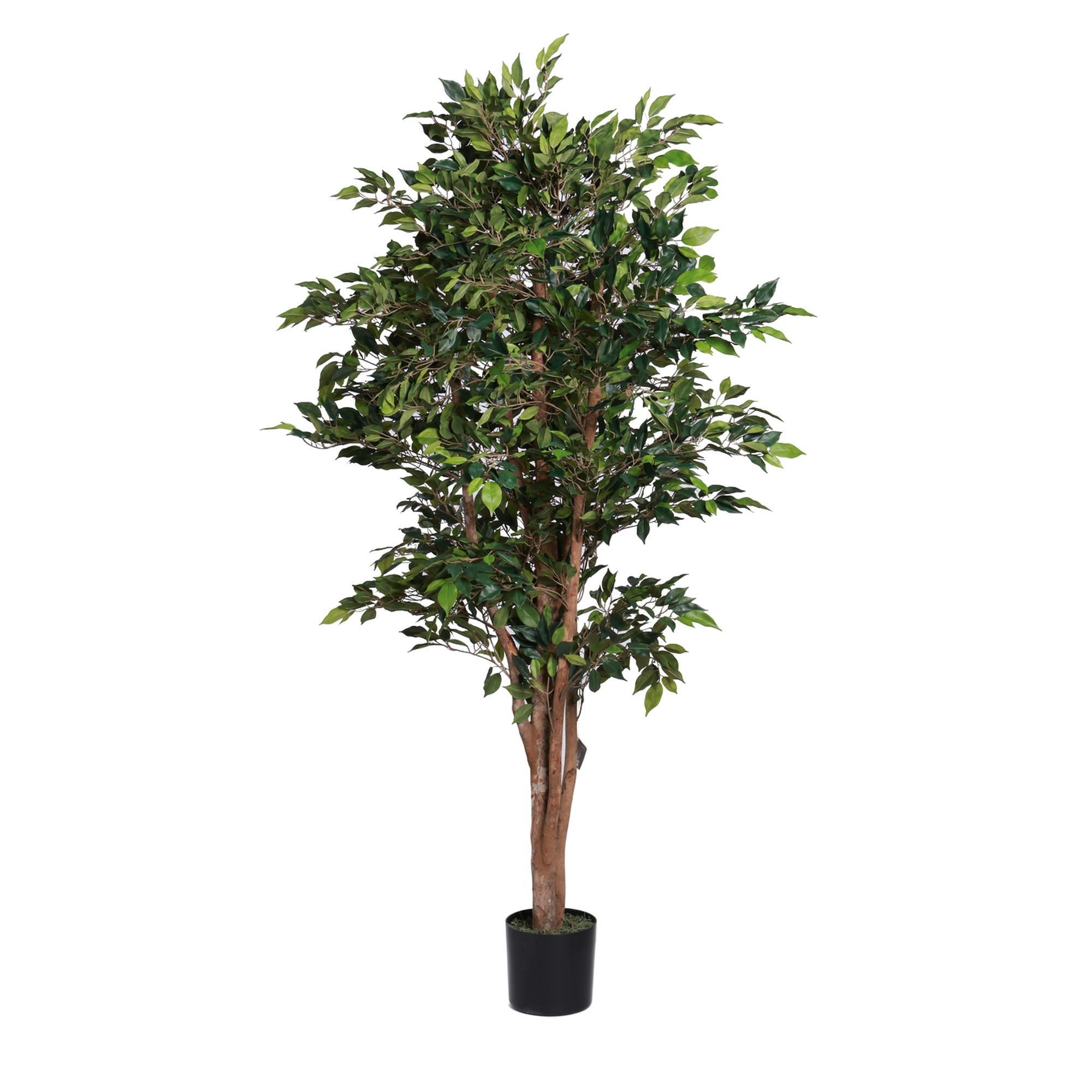 MINI FICUS C/ VASO 50X50X180CM - 592-312399