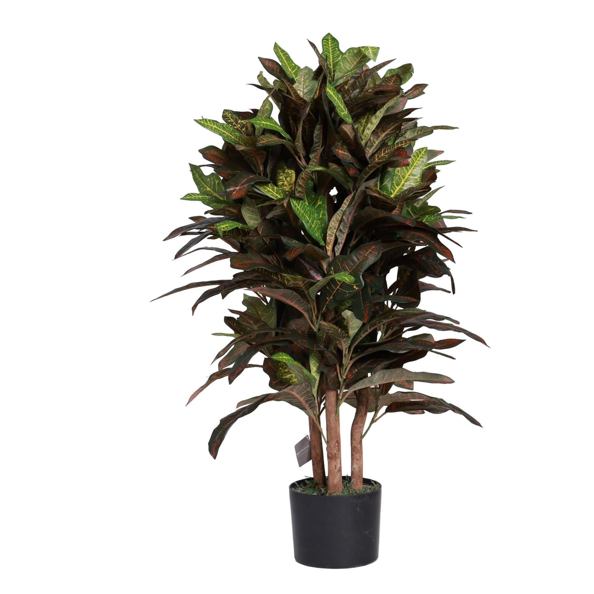 CROTON TREE WITH POT - 592-312400
