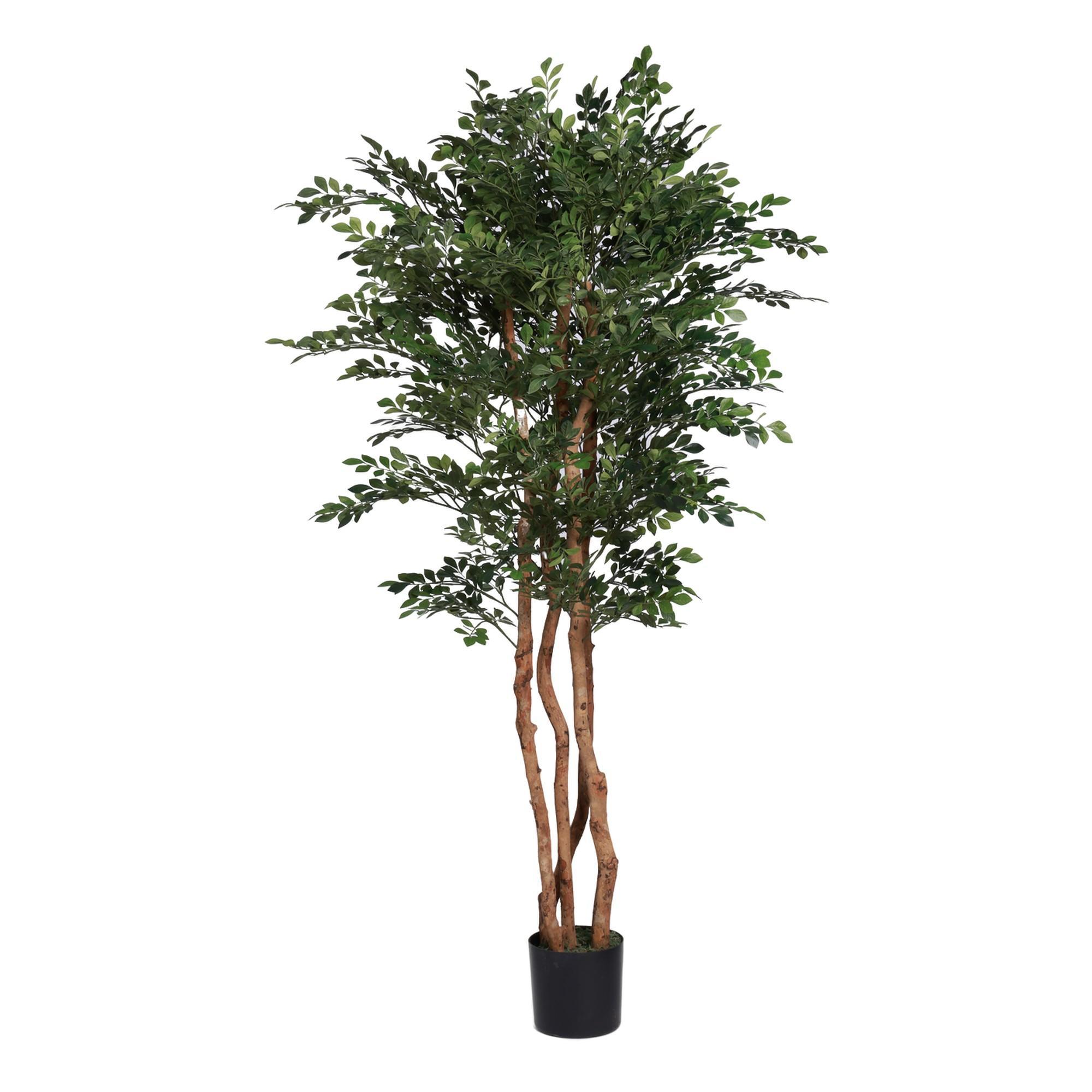 VASO MURRAYA C/ 48X48X180 CM - 592-312401
