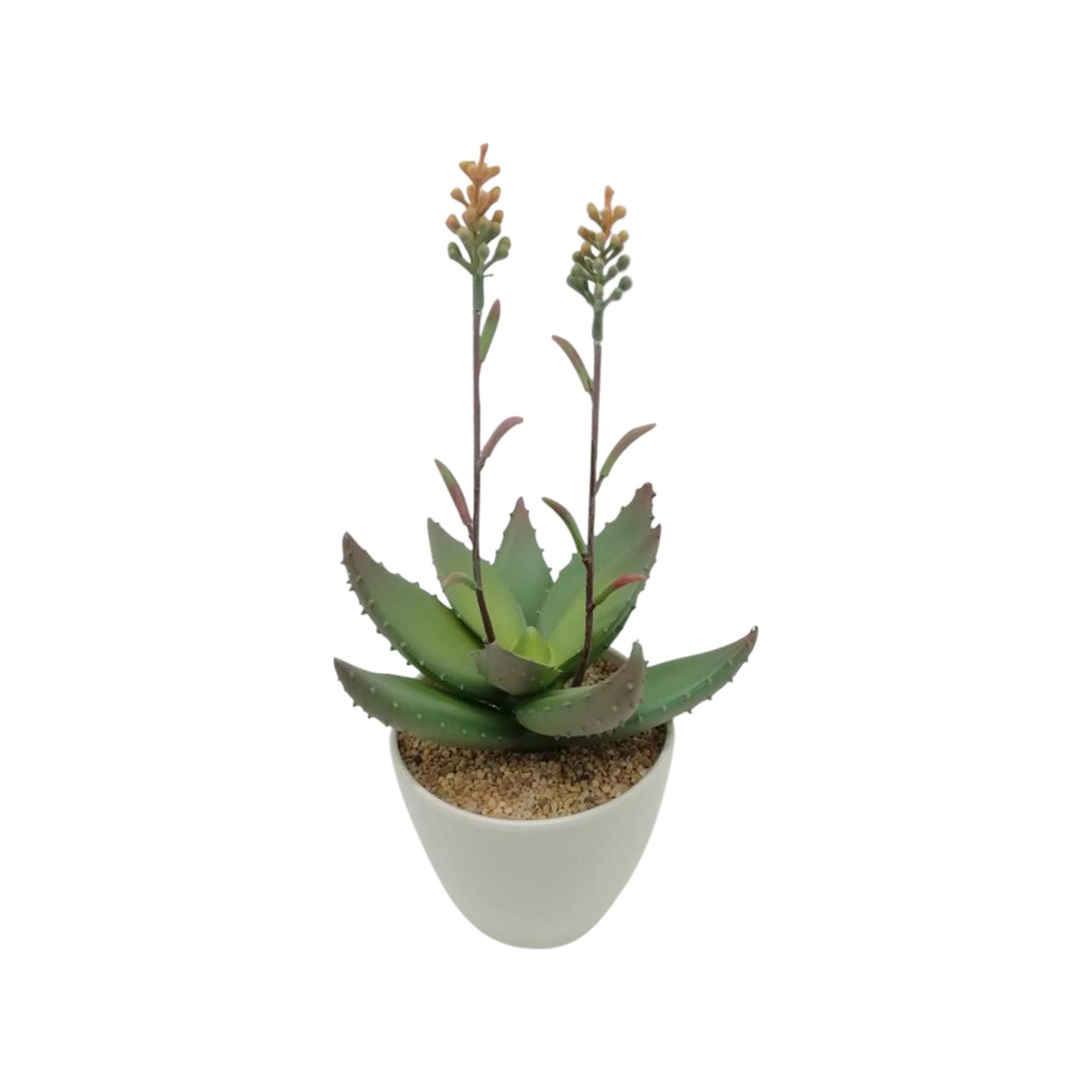 ALOE VERA ART. C/POTE 14.5X15X - 592-360103