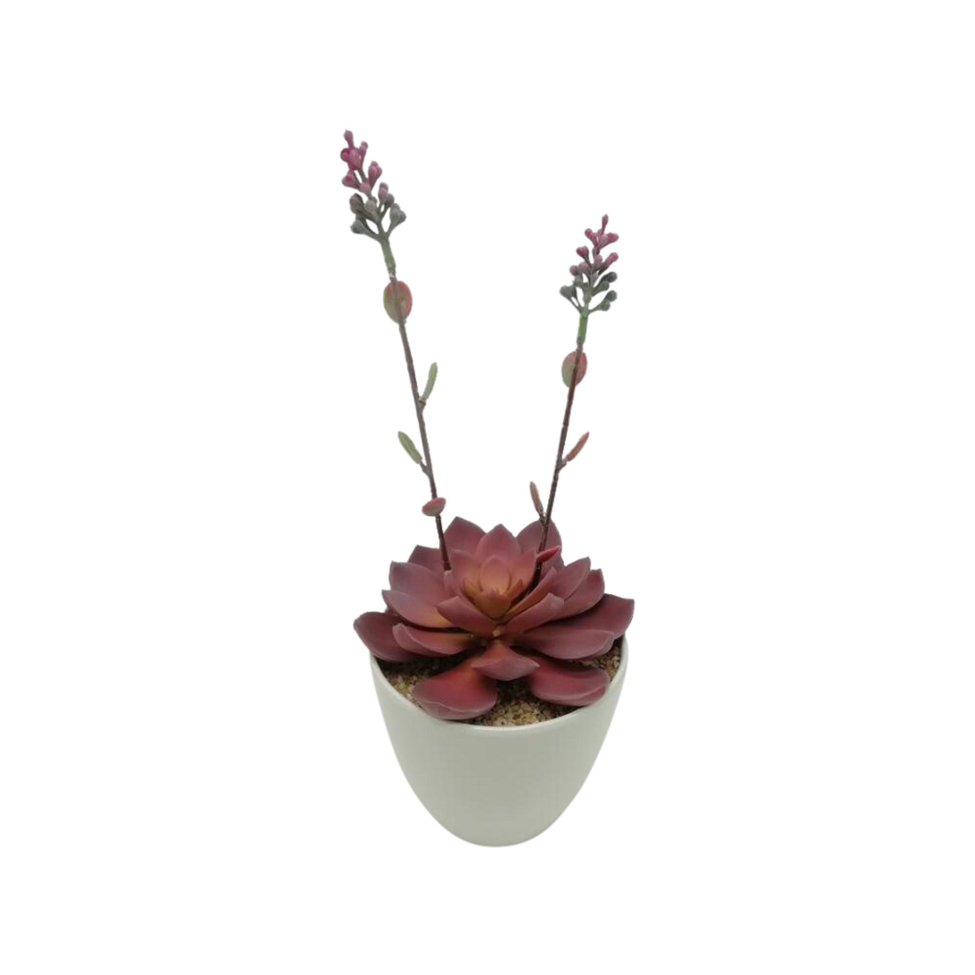 ALOE VERA ART. C/POTE 12.5X12. - 592-360104