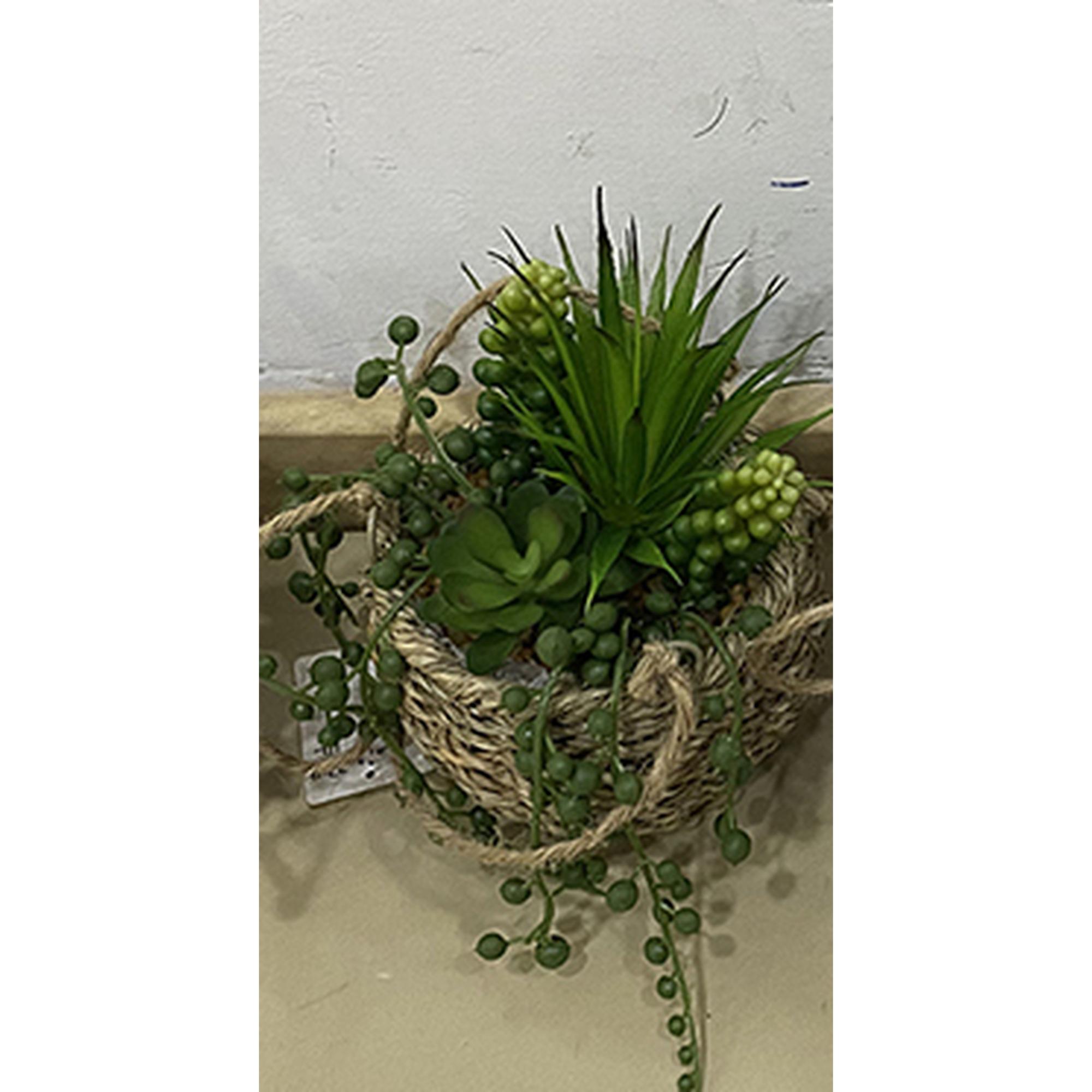 16/17/18/21CM SUCCULENT IN POT - 592-370462