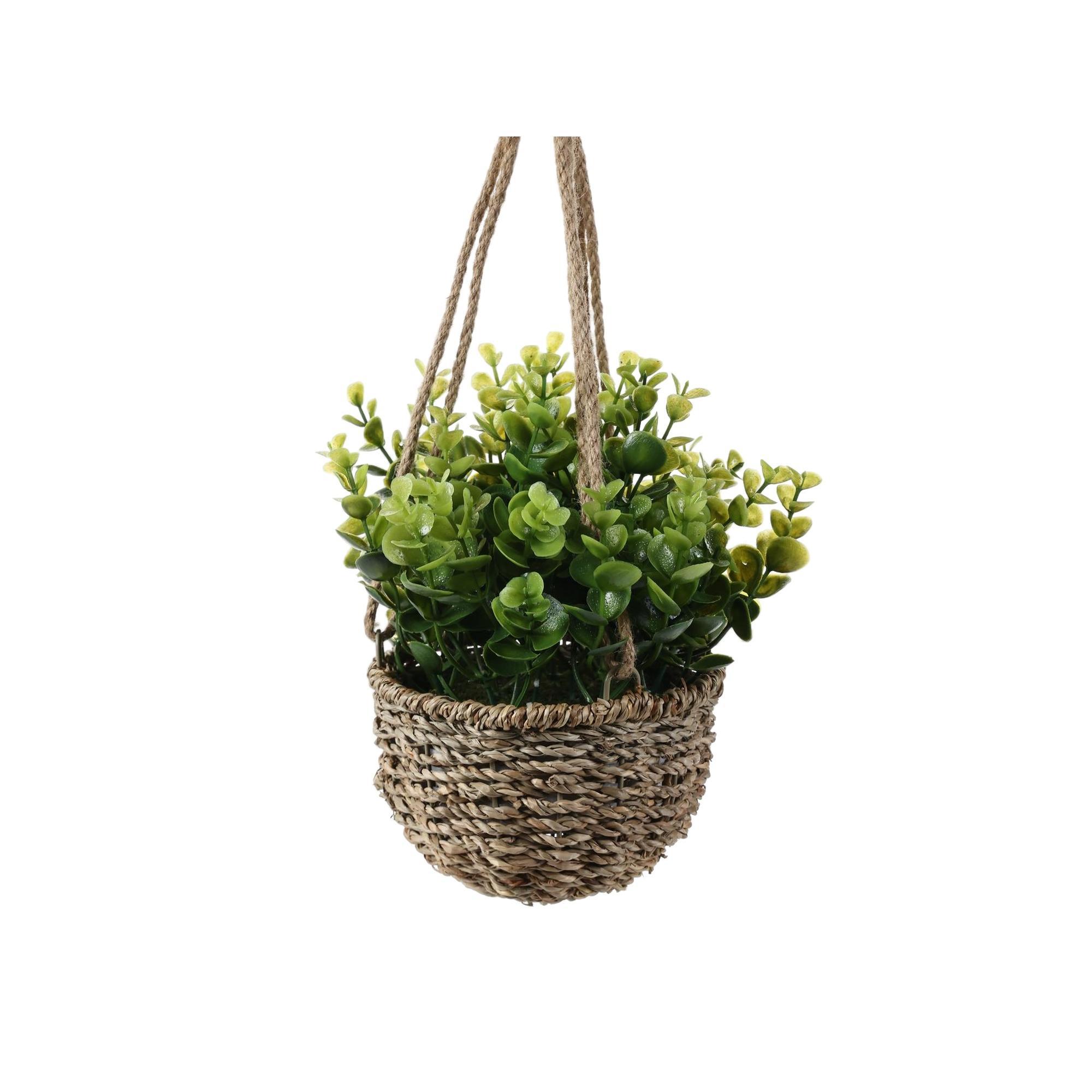 PLANTS IN BASKET - 592-370810