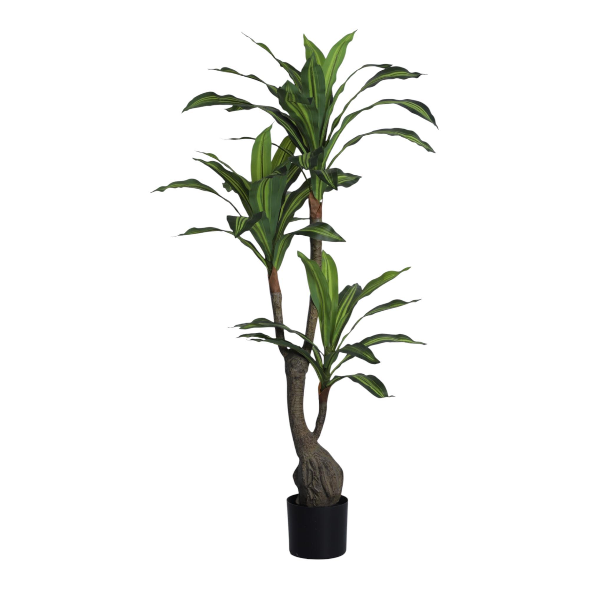 DRACAENA C/POTE - 592-400202