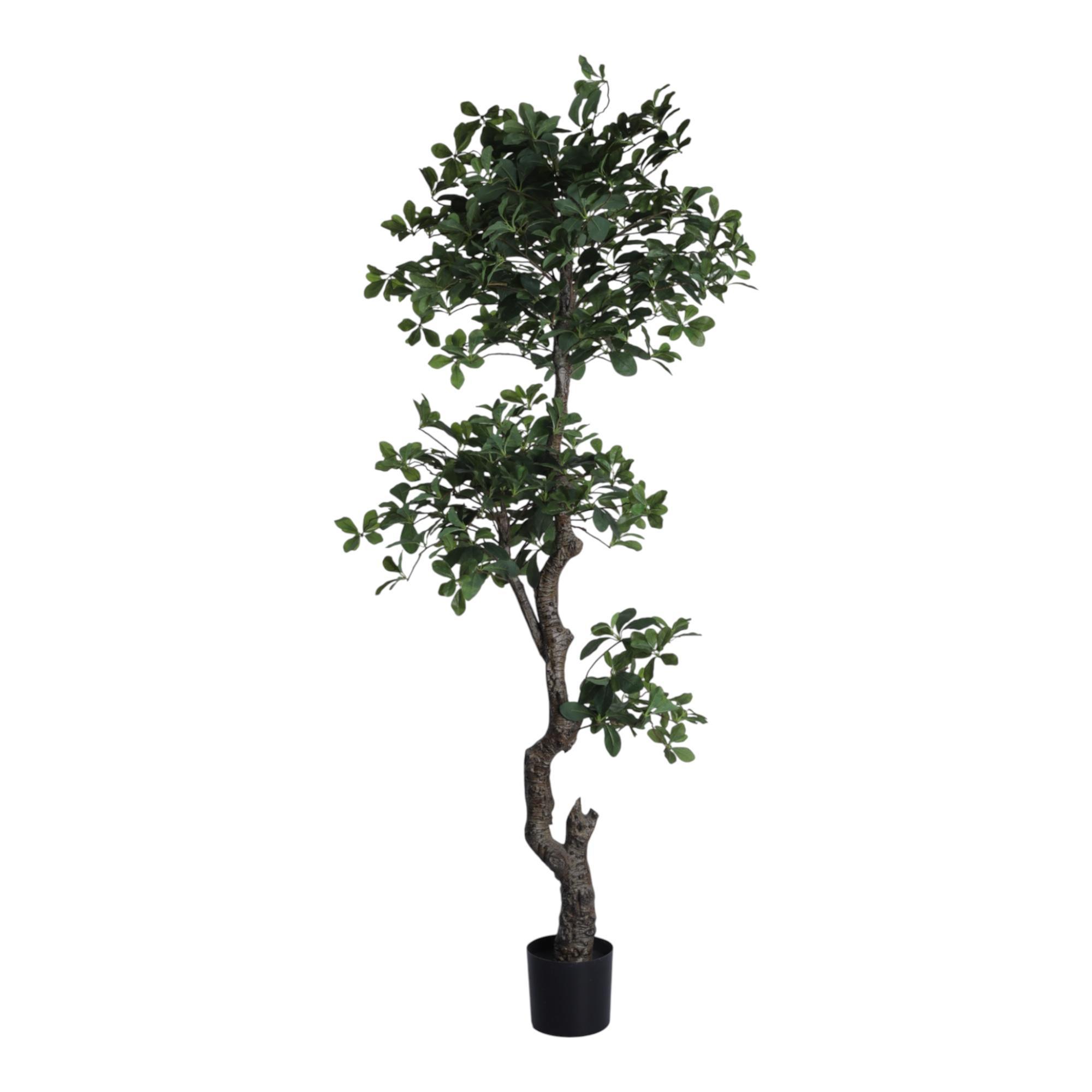 PLANTA CON POTE - 592-400205