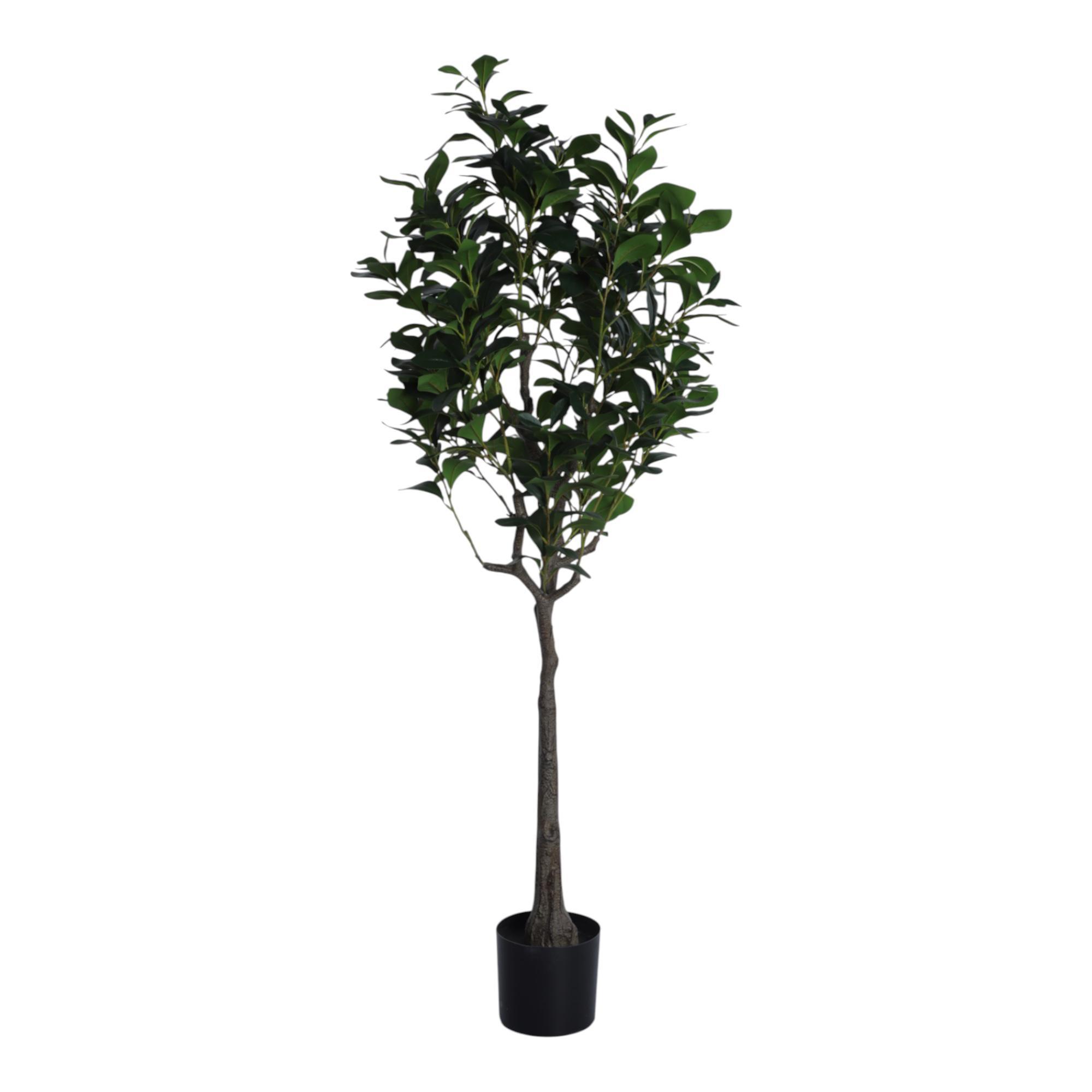 PLANTA CON POTE - 592-400206