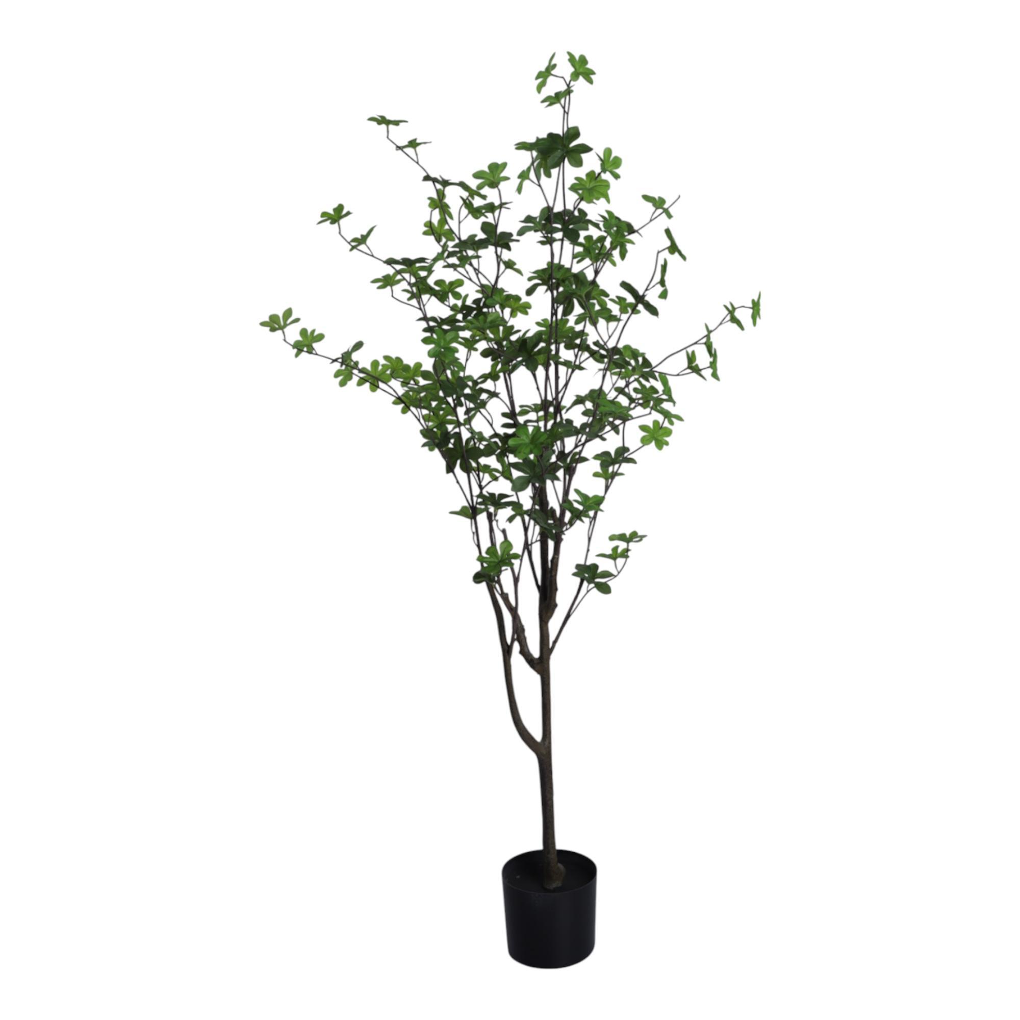 120cm Enkianthus tree6" Po - 592-400209