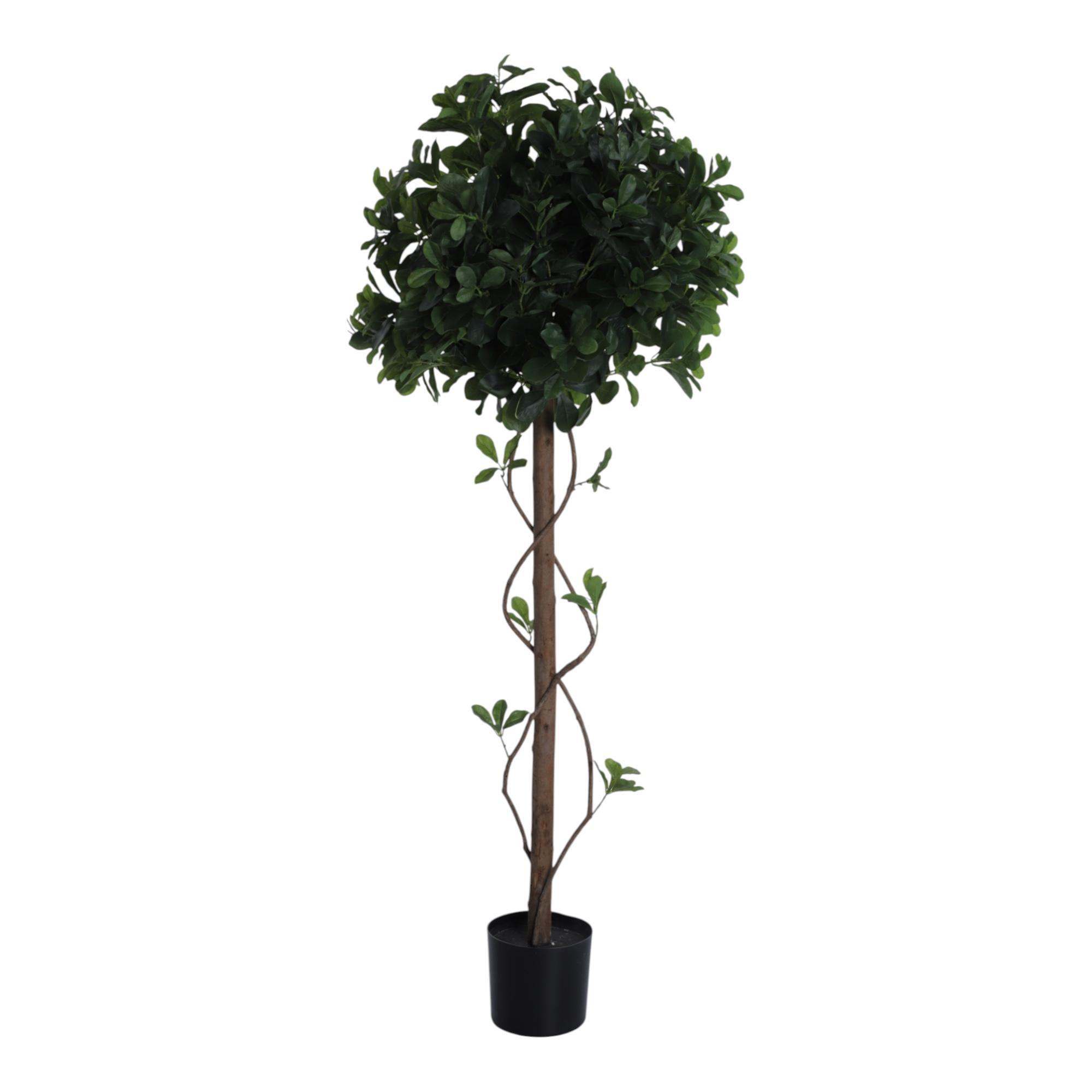 PLANTA COM VASO - 592-400210
