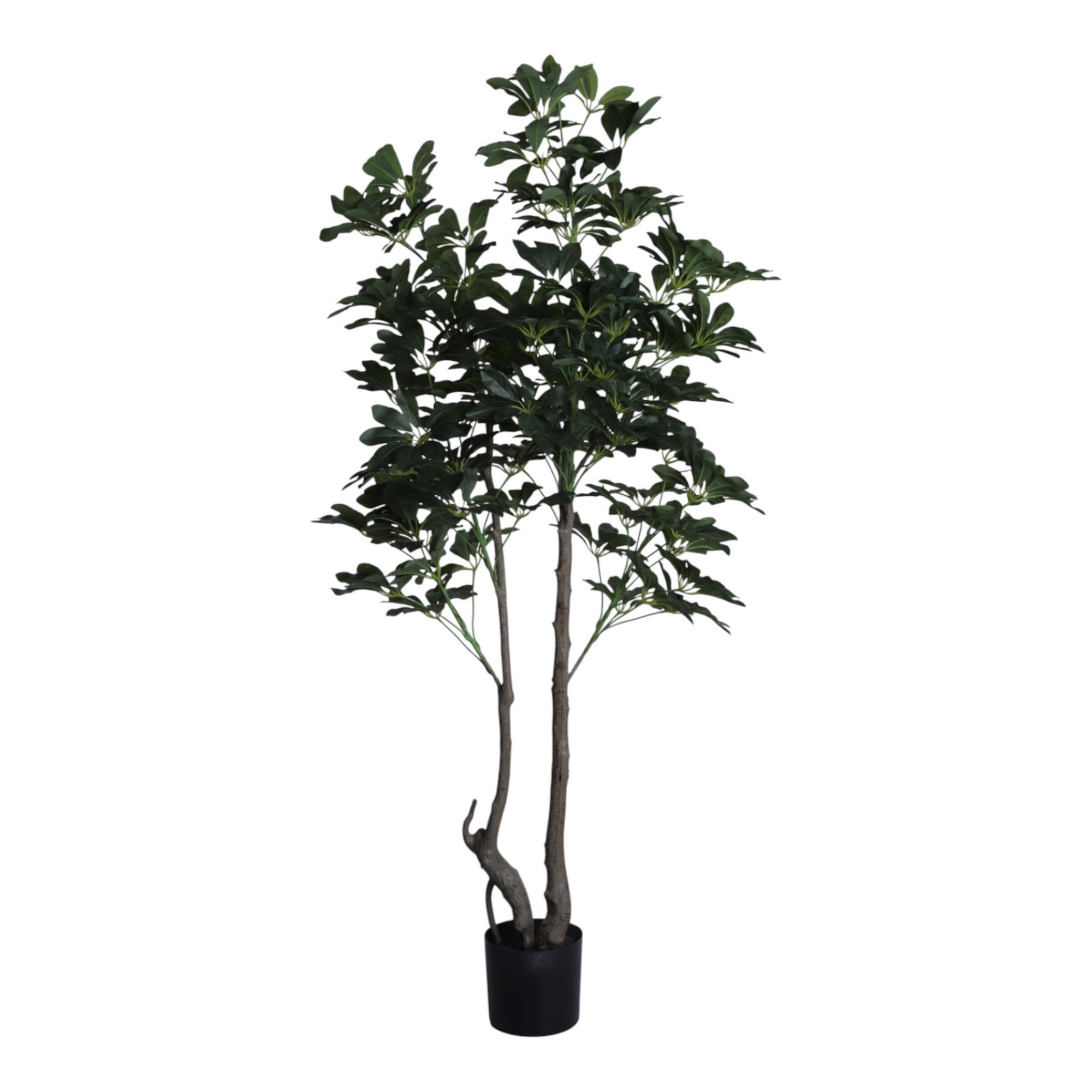 PLANTA CON POTE 80X150X150CM - 592-400211