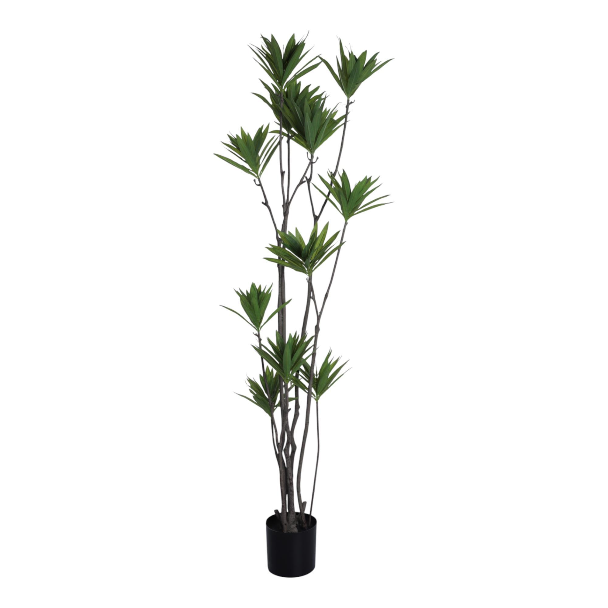 170cm Dracaena reflexa w/pot 12 heads - 592-400217