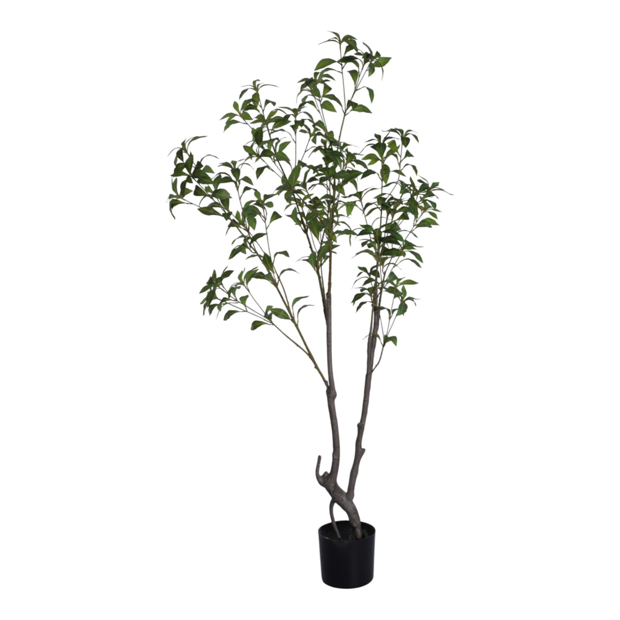 150cm Pieris japonica D. Don w/pot
501 lvs - 592-400219