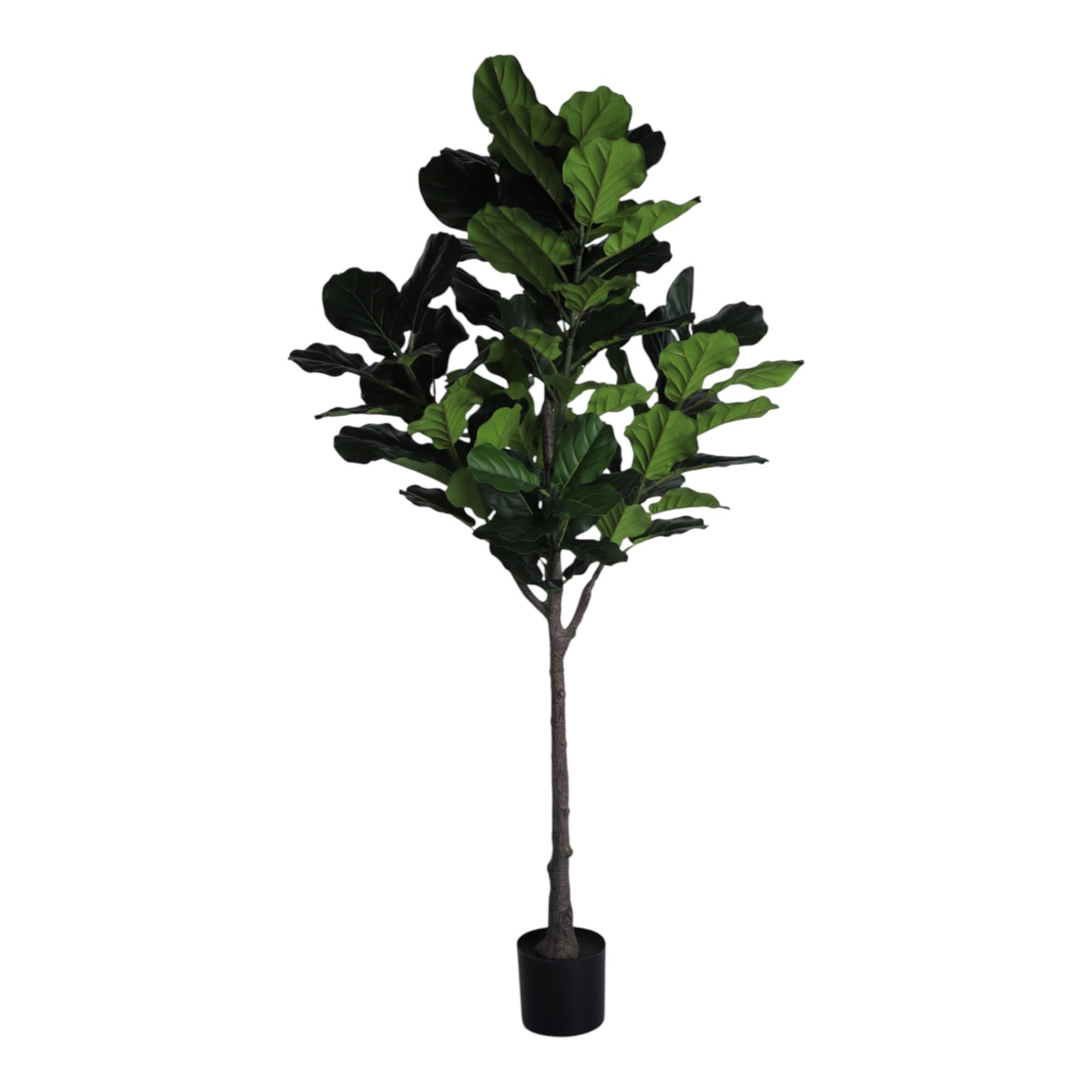 FICUS LIRATA C/POTE - 592-400223
