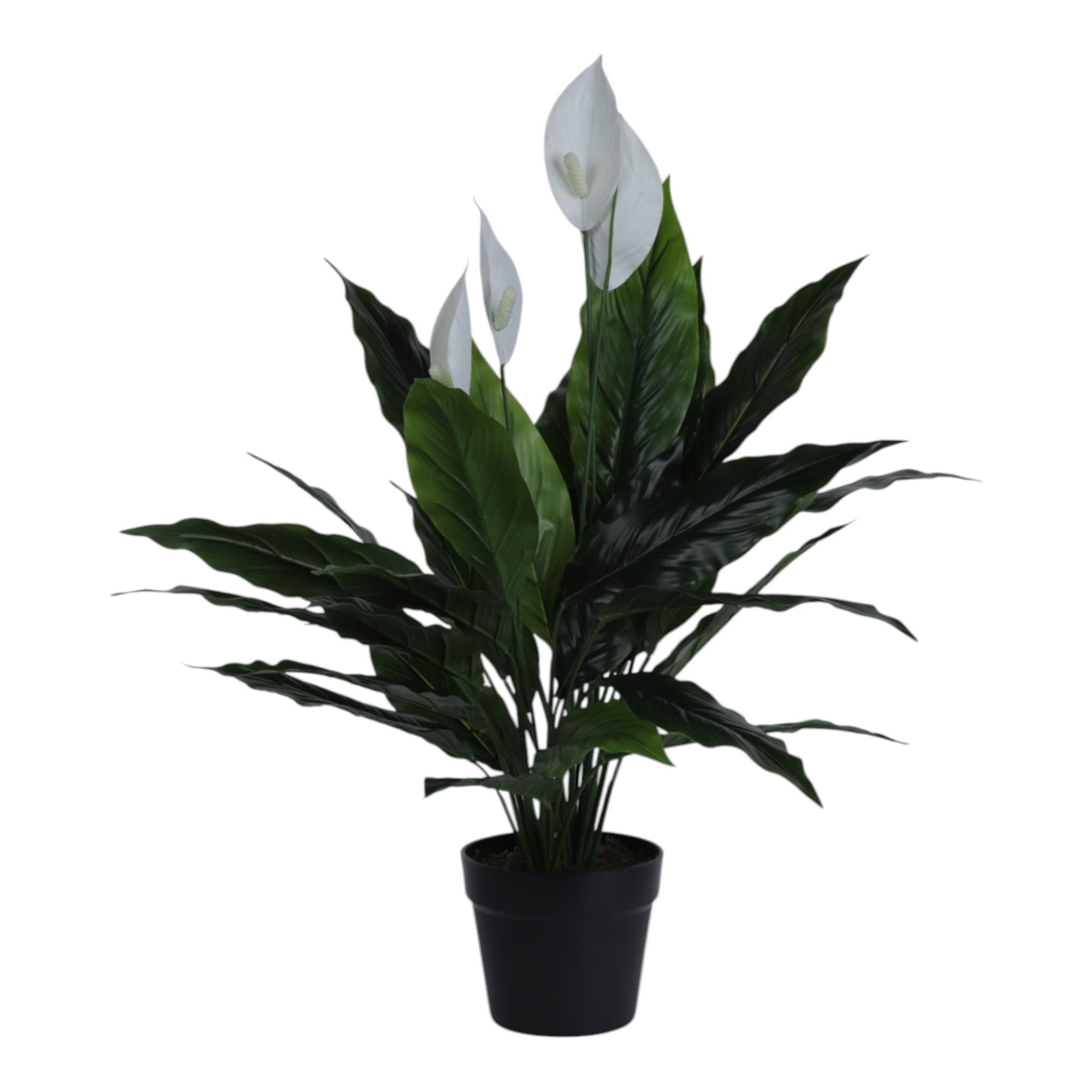 75cm Spathe Flower w/pot - 592-400229